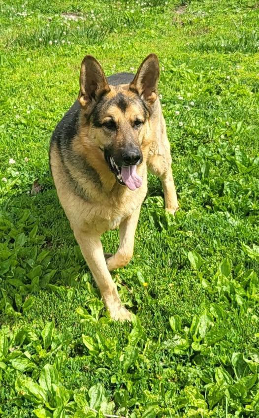 Hercules, ADOPTABLE, Adult Male German Shepherd Dog.