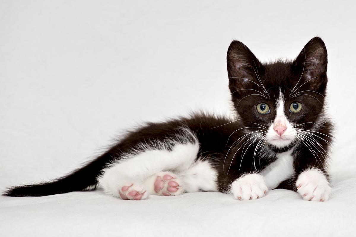 Robin, Adoptable, Young Male Domestic Short Hair.