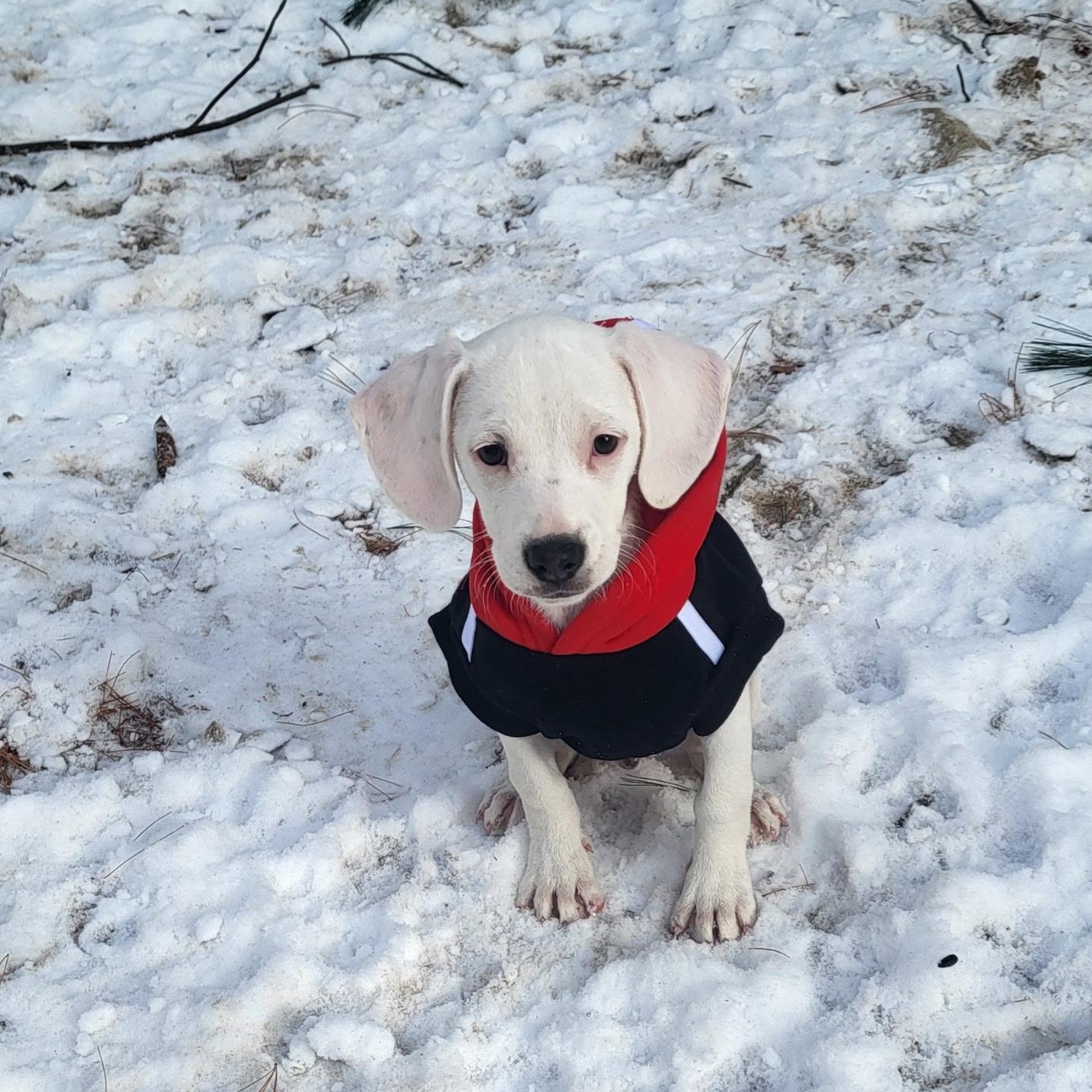 Enlarge Gaston (DH-fostered in New England), an adopted mixed breed in Brooklyn, CT image 1/5
