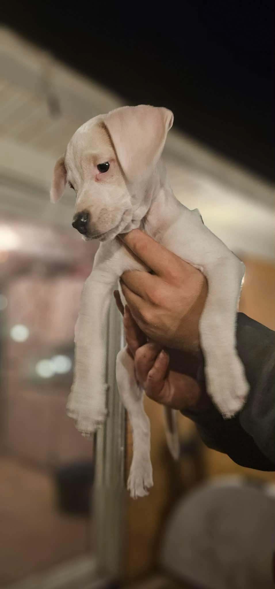 Enlarge Gaston (DH-fostered in New England), an adopted mixed breed in Brooklyn, CT image 3/5