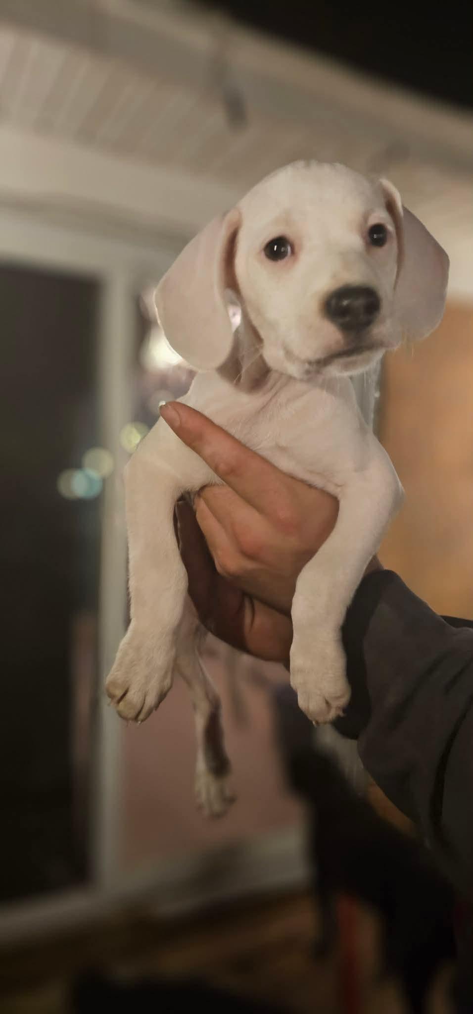 Enlarge Gaston (DH-fostered in New England), an adopted mixed breed in Brooklyn, CT image 5/5