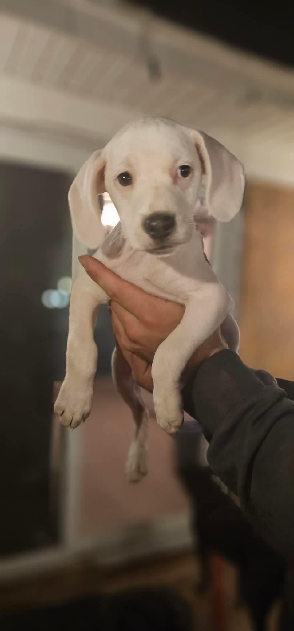 Enlarge Gaston (DH-fostered in New England), an adopted mixed breed in Brooklyn, CT image 4/5