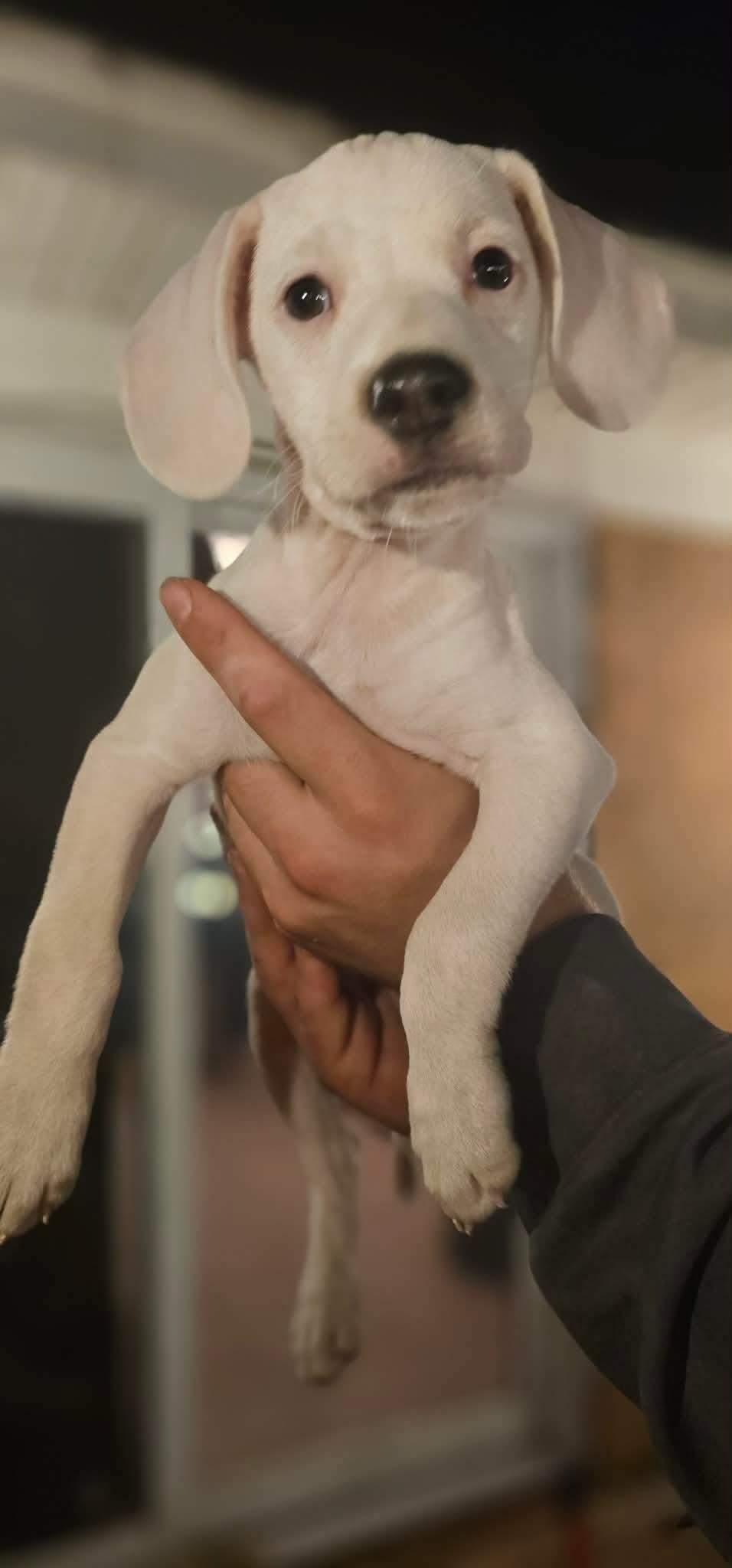 Enlarge Gaston (DH-fostered in New England), an adopted mixed breed in Brooklyn, CT image 2/5