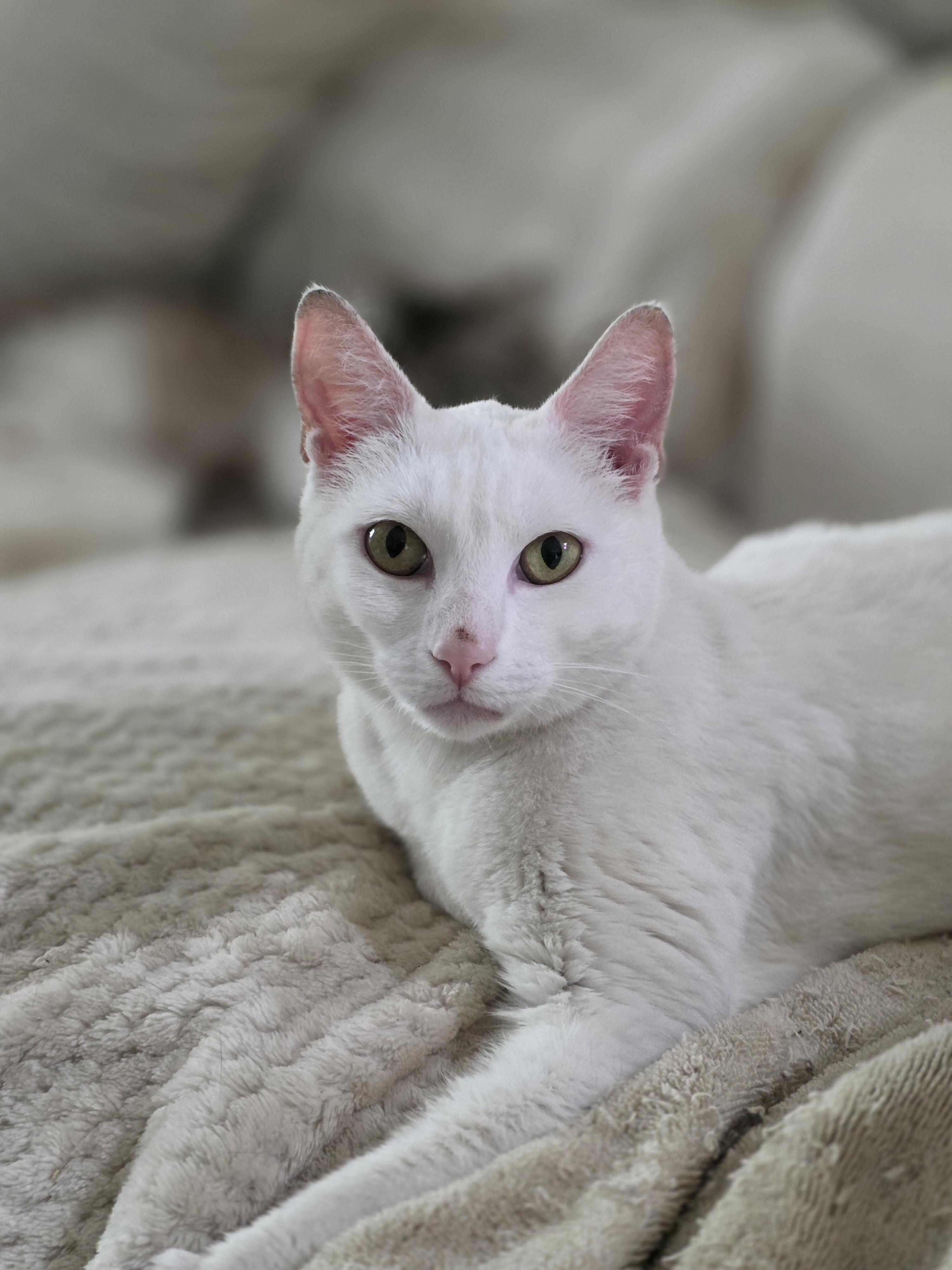 Enlarge Marshmallow, a Adoptable mixed breed in Rio Linda, CA image 1/1