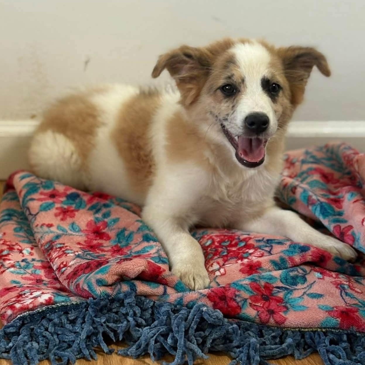 Enlarge Benny, a Adoptable mixed breed in Rochester, NY image 6/6