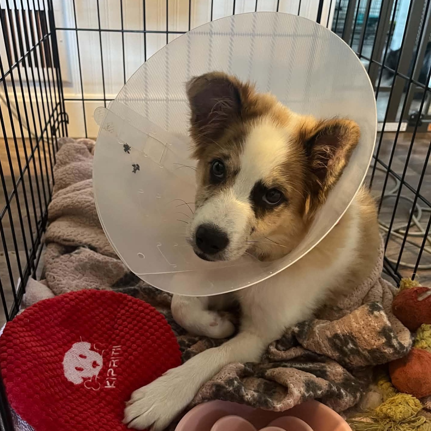 Enlarge Benny, a Adoptable mixed breed in Rochester, NY image 5/6