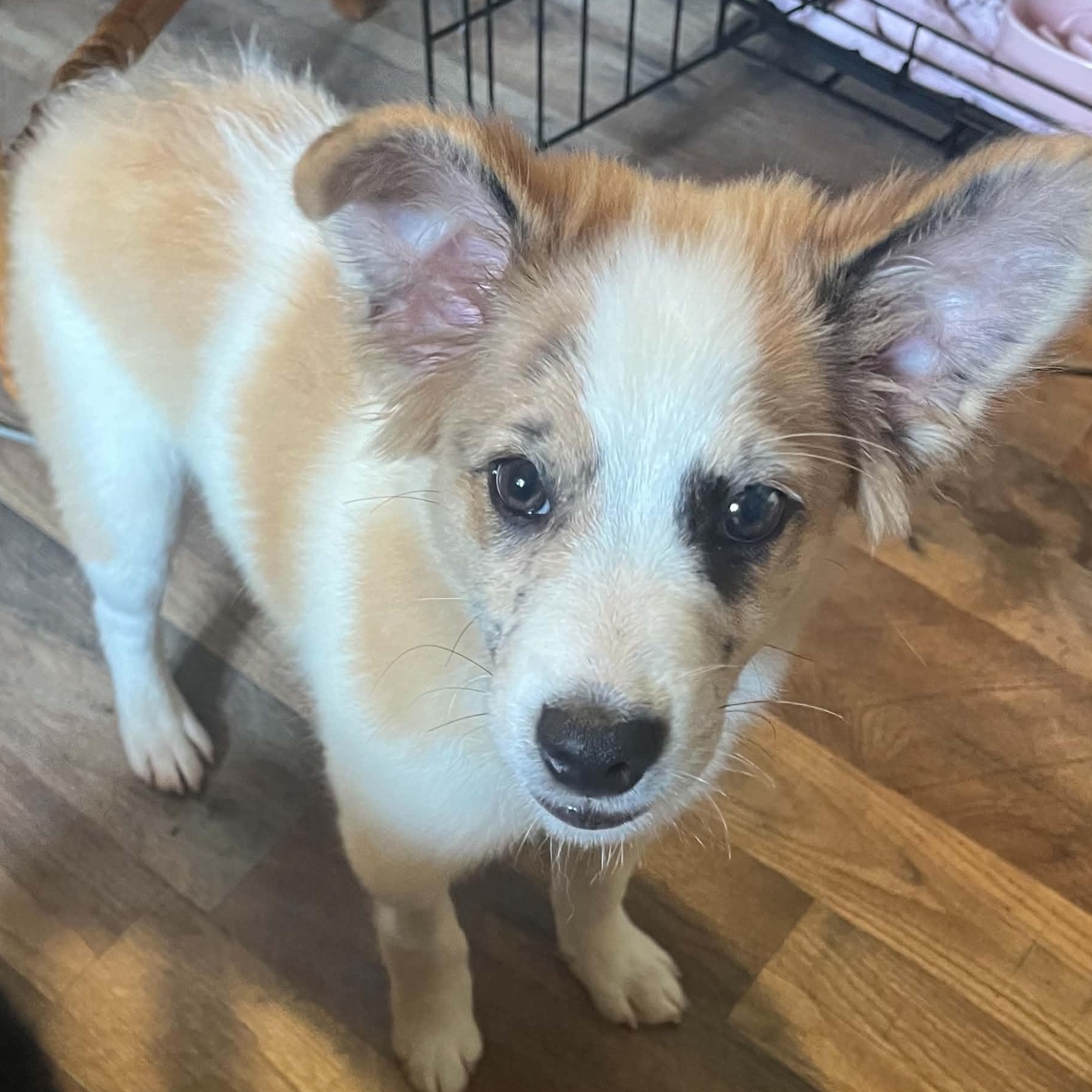 Benny, Adoptable, Puppy Male Rough Collie & Australian Shepherd.