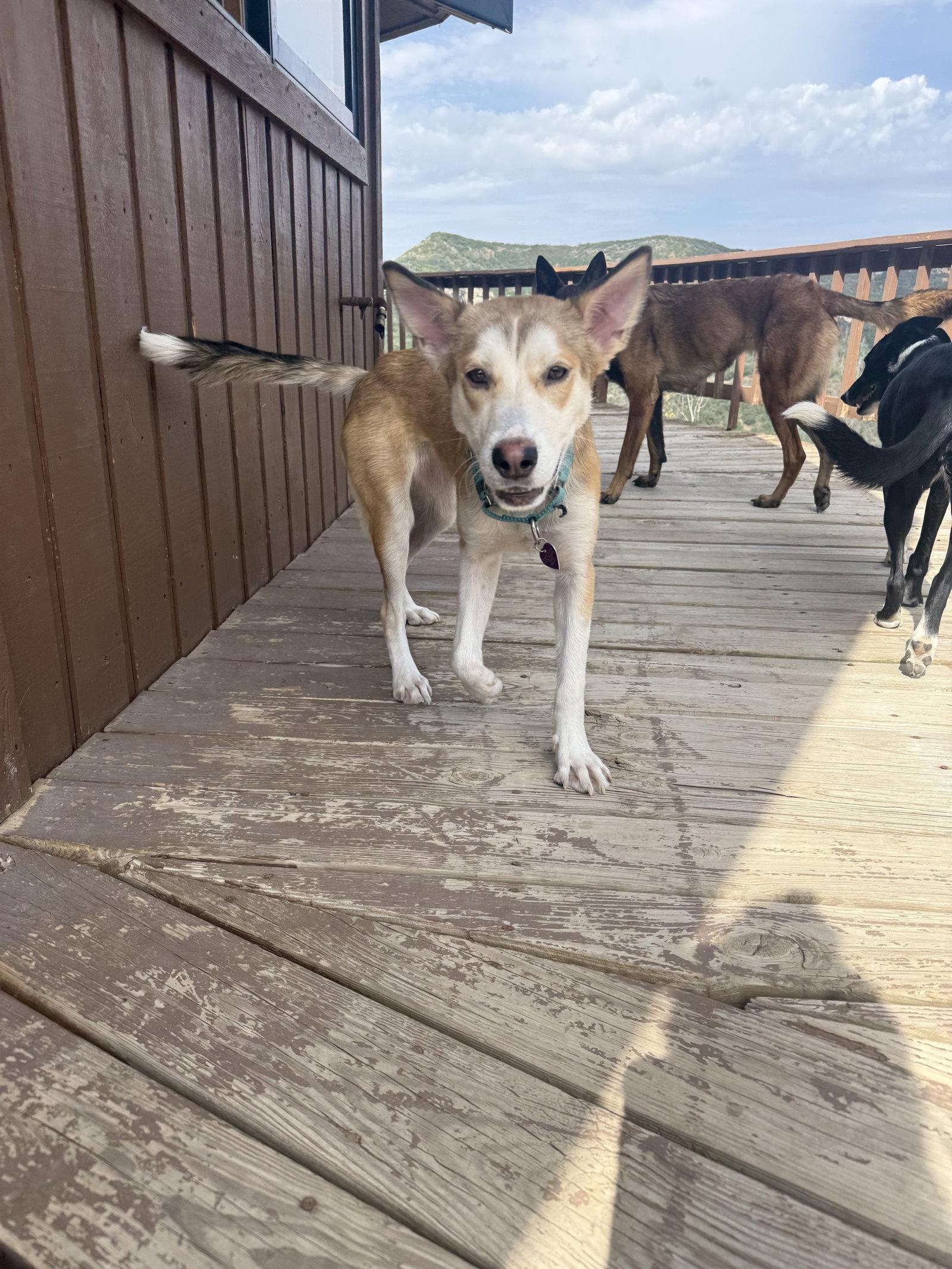 Dotty #1, Adopted, Young Female Husky.
