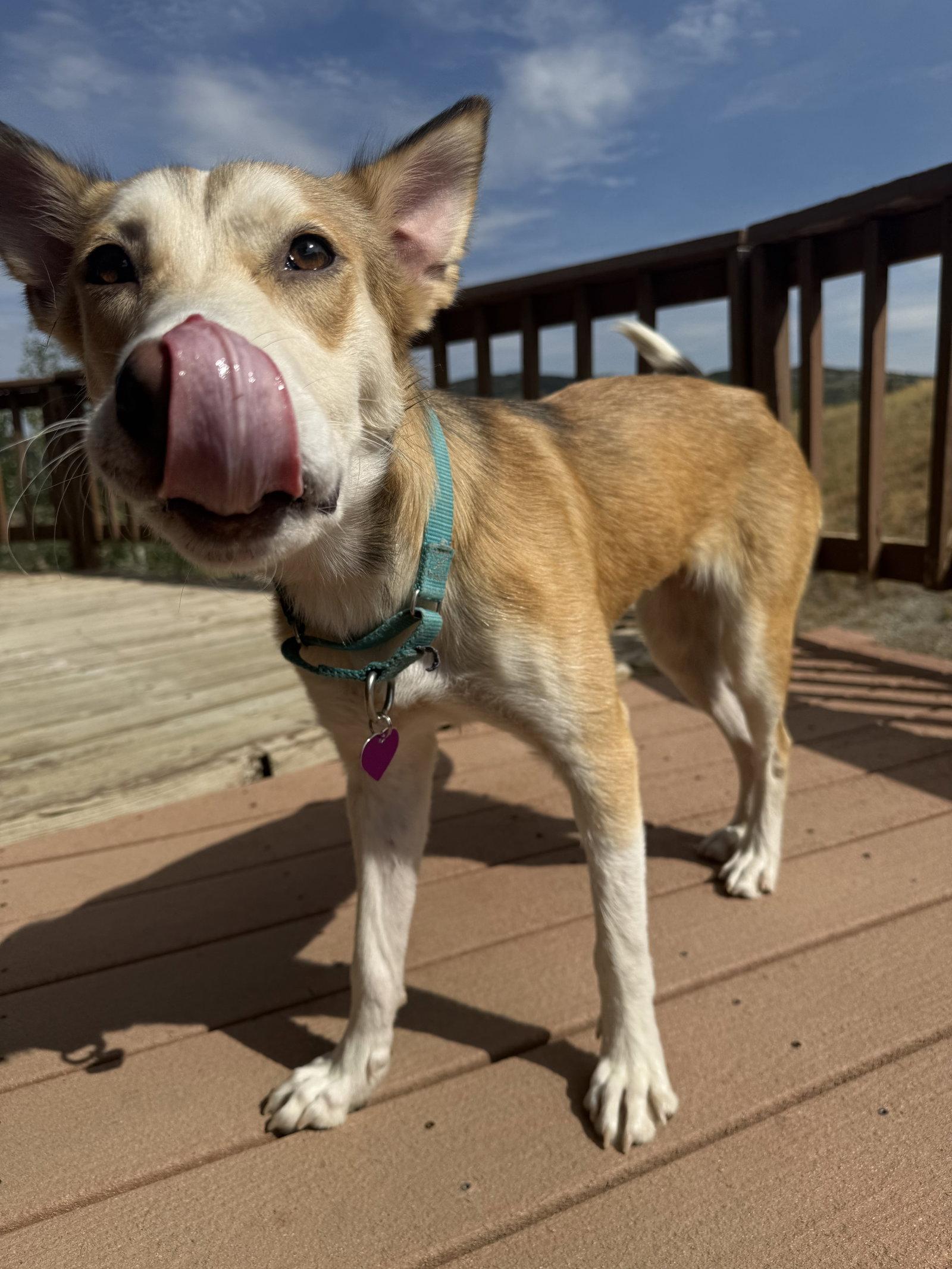 Enlarge Dotty #1, a Adopted Husky in Aurora, CO image 2/3