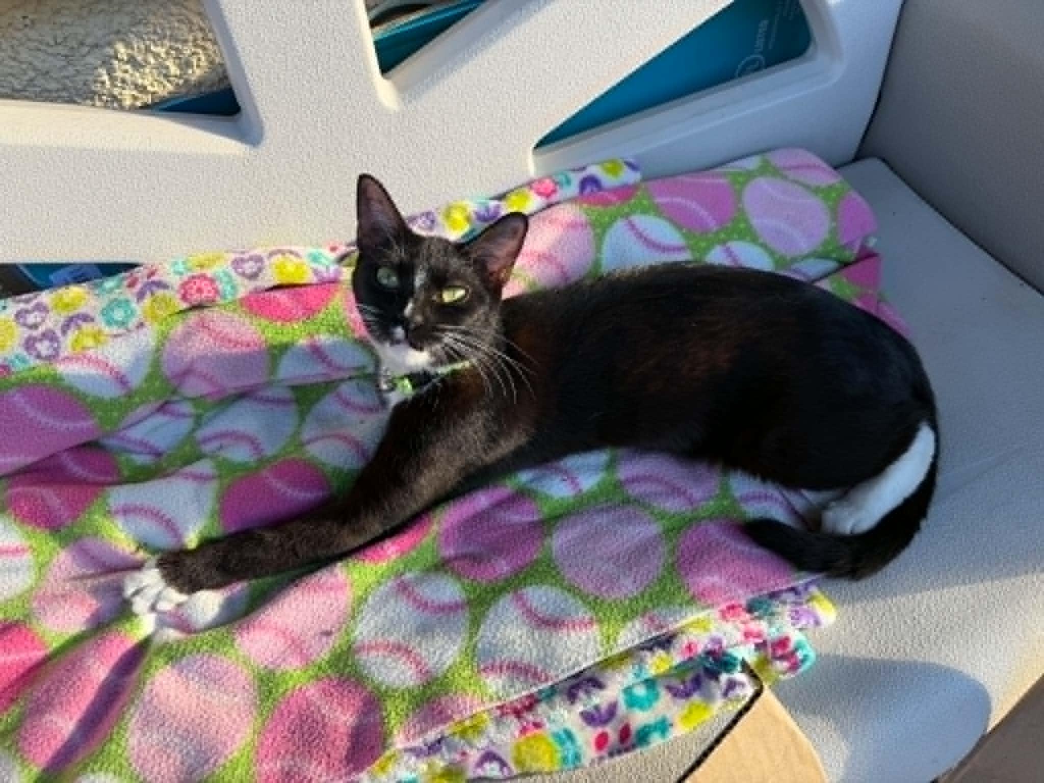 Enlarge Momma Kitty aka Nugget, an adopted Domestic Short Hair in Mount Vernon, WA image 2/2