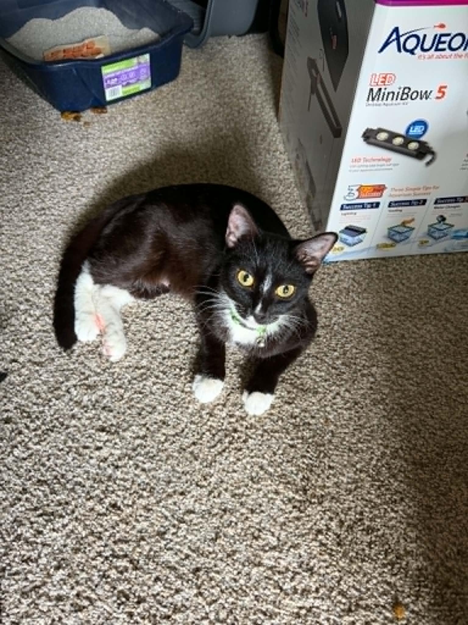 Momma Kitty aka Nugget, adopted, Young Female Domestic Short Hair.