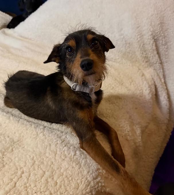 Enlarge Mal, a ADOPTABLE mixed breed in Granbury, TX image 1/1