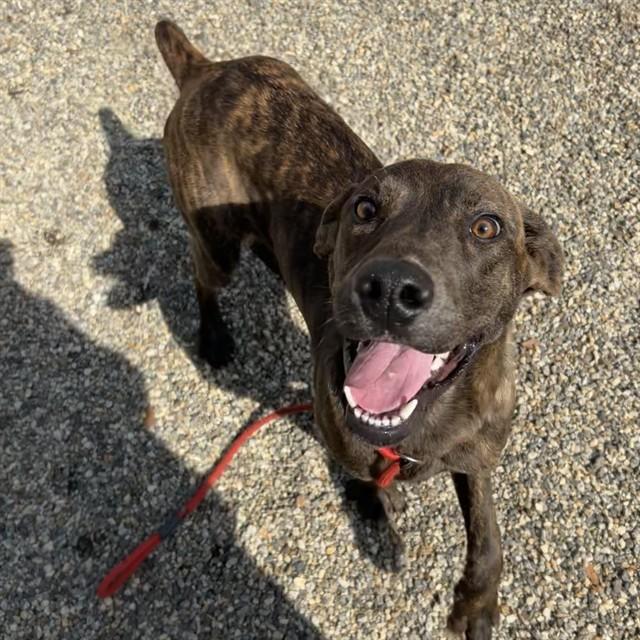 SMOKE, Adoptable, Young Male Hound & Plott Hound.