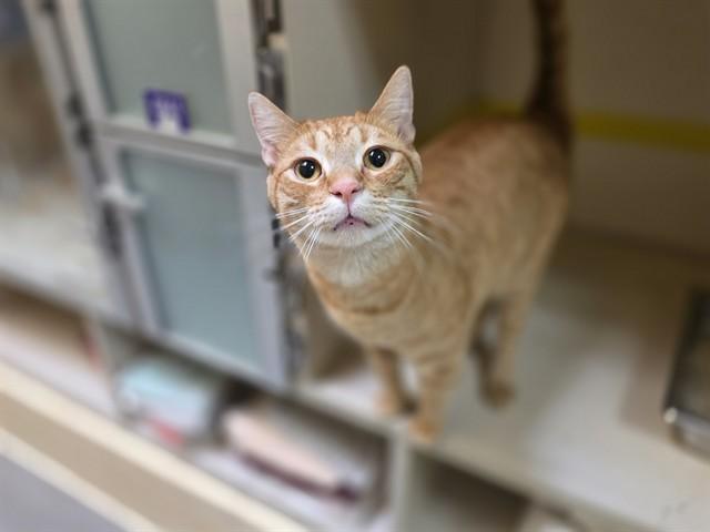 Enlarge BUTTERS, a Adoptable Domestic Short Hair in Denver, CO image 1/1