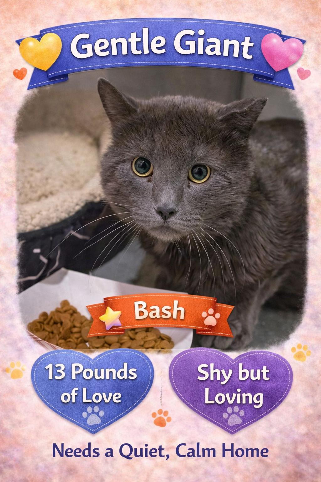 Bash aka Big Mac (FCID# 02/02/26-36 Brandywine PS), a Adopted Domestic Short Hair in Greenville, DE image 1/3