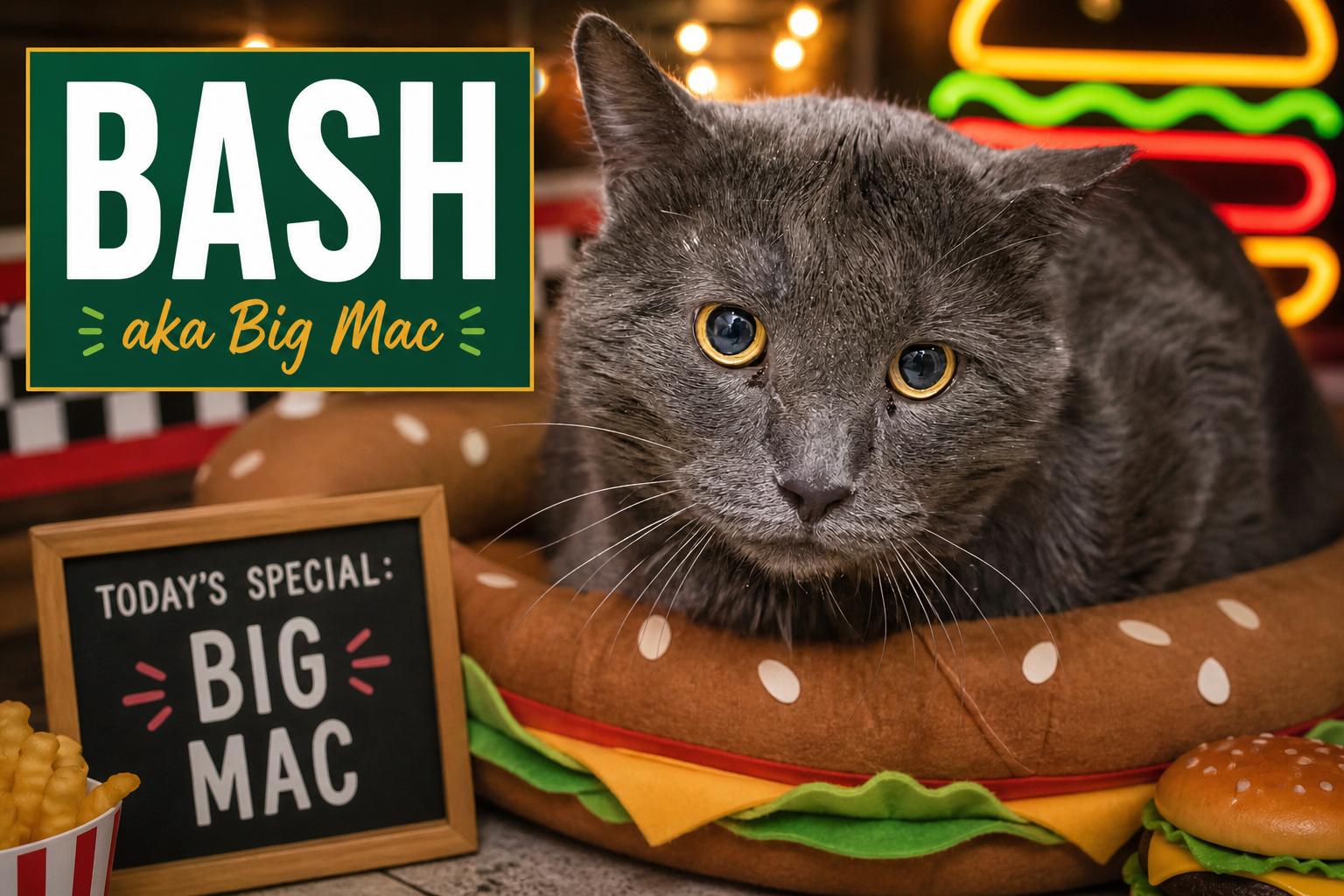 Bash aka Big Mac (FCID# 02/02/26-36 Brandywine PS), a Adopted Domestic Short Hair in Greenville, DE image 2/3