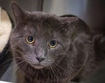 Bash aka Big Mac (FCID# 02/02/26-36 Brandywine PS), a Adopted Domestic Short Hair in Greenville, DE image 3/3