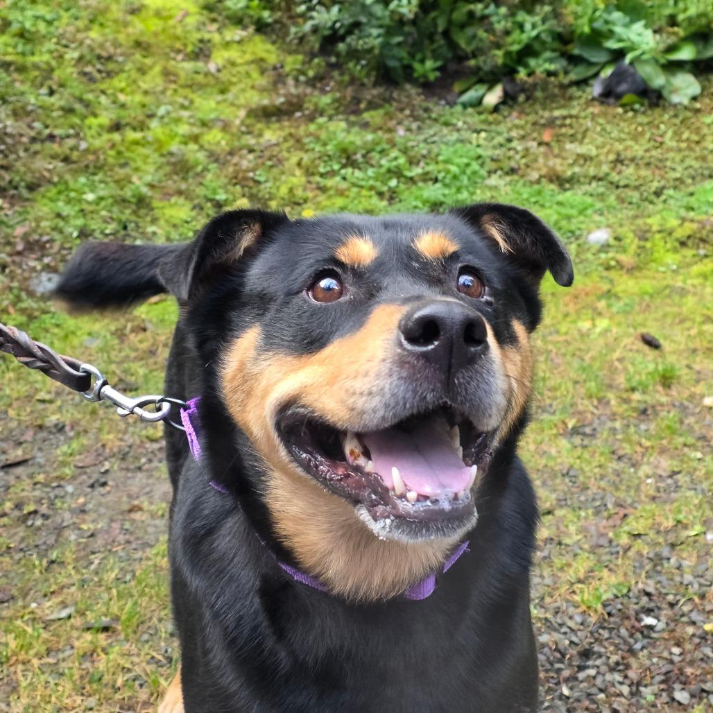 Poncho, Adoptable, Adult Male Mixed Breed.