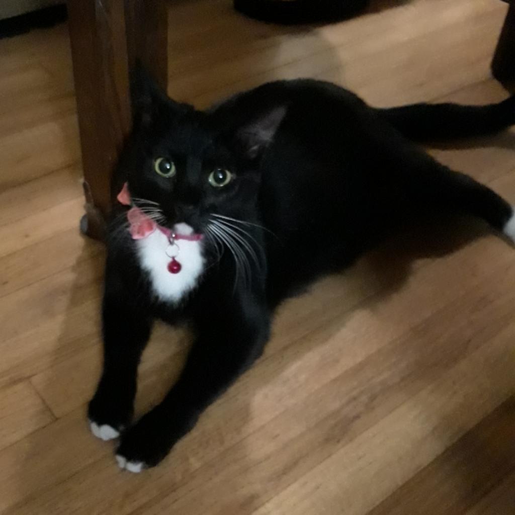 Elise, Adoptable, Adult Female American Shorthair.