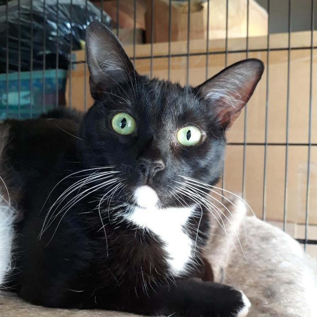 Enlarge Elise, a Adoptable American Shorthair in Garden Grove, CA image 2/5