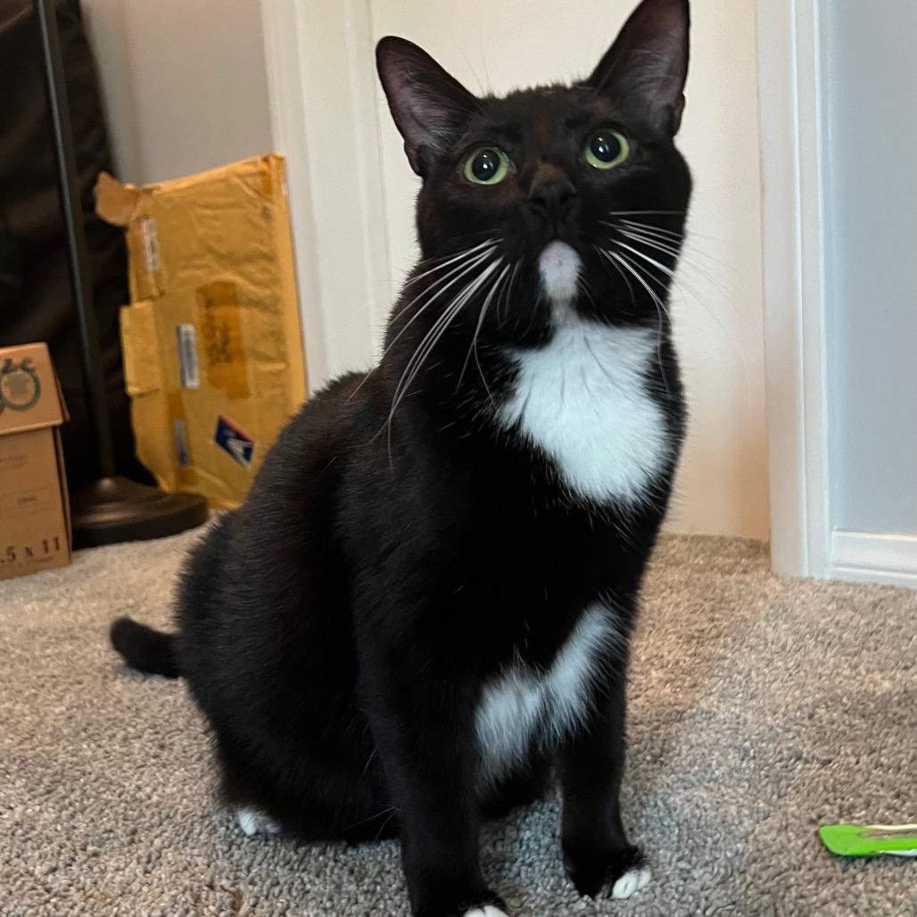 Enlarge Elise, a Adoptable American Shorthair in Garden Grove, CA image 3/5