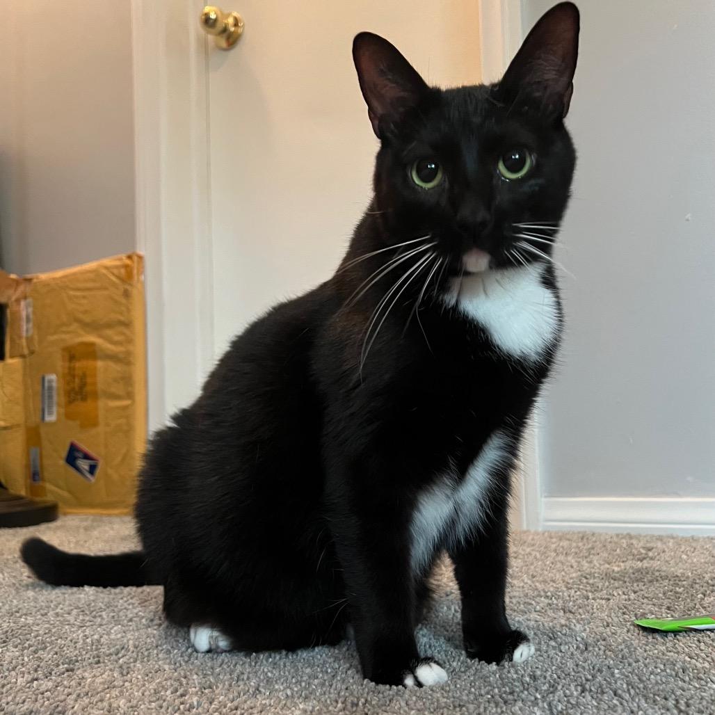 Enlarge Elise, a Adoptable American Shorthair in Garden Grove, CA image 4/5