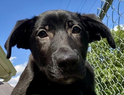 Clay, ADOPTABLE, Young Male Shepherd.