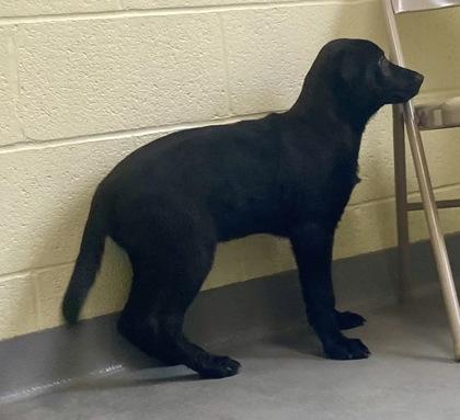 Clay, a ADOPTABLE Shepherd in Glasgow, KY image 2/2
