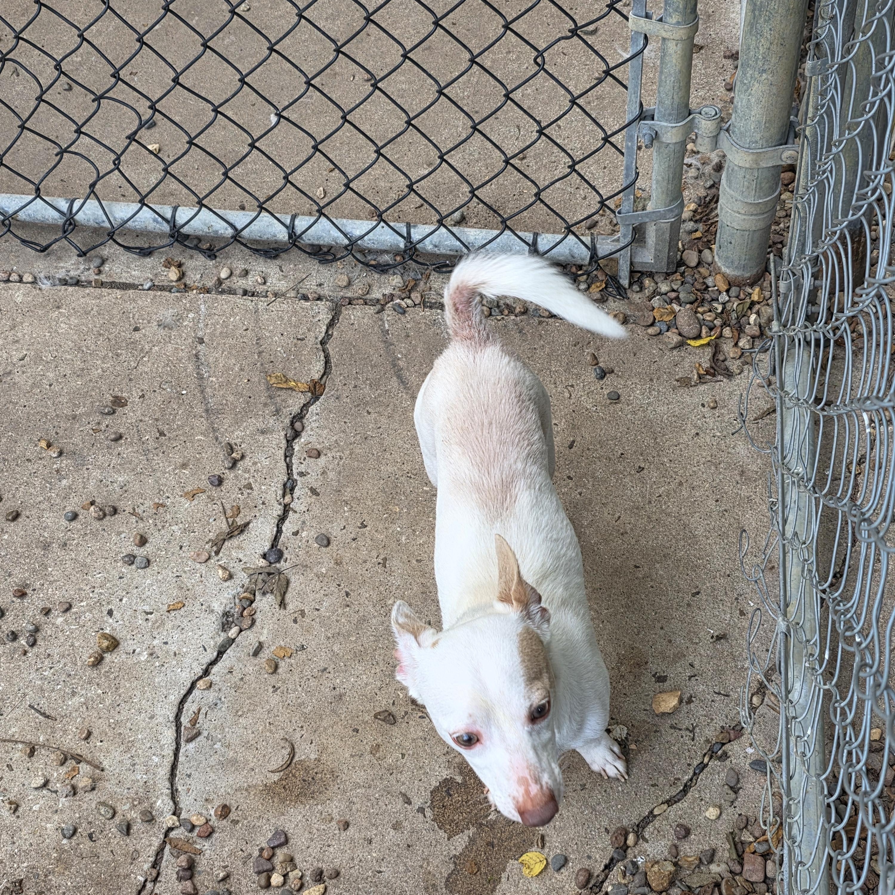 Enlarge Jefferson, a Adopted Chiweenie in Wever, IA image 2/6