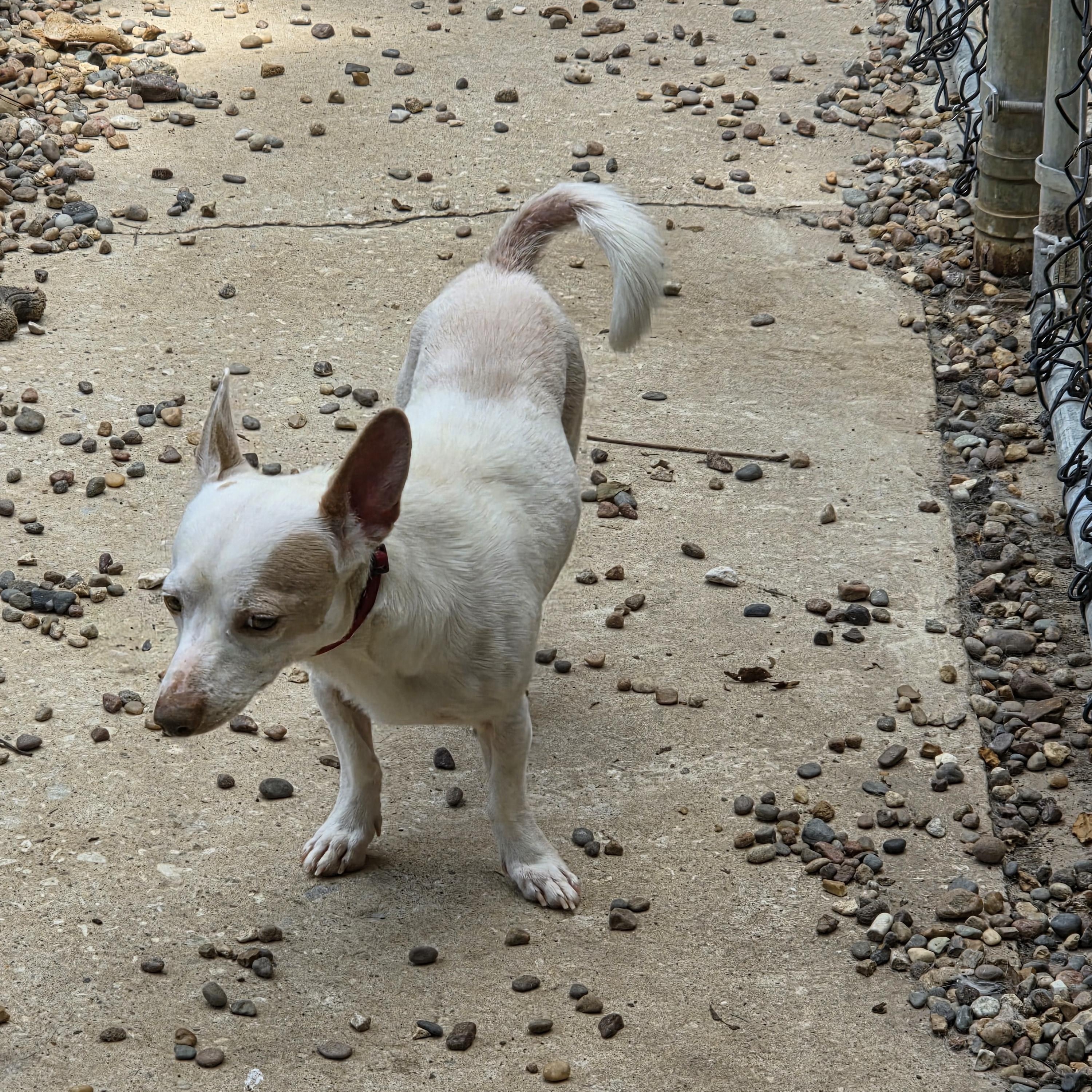 Enlarge Jefferson, a Adopted Chiweenie in Wever, IA image 4/6