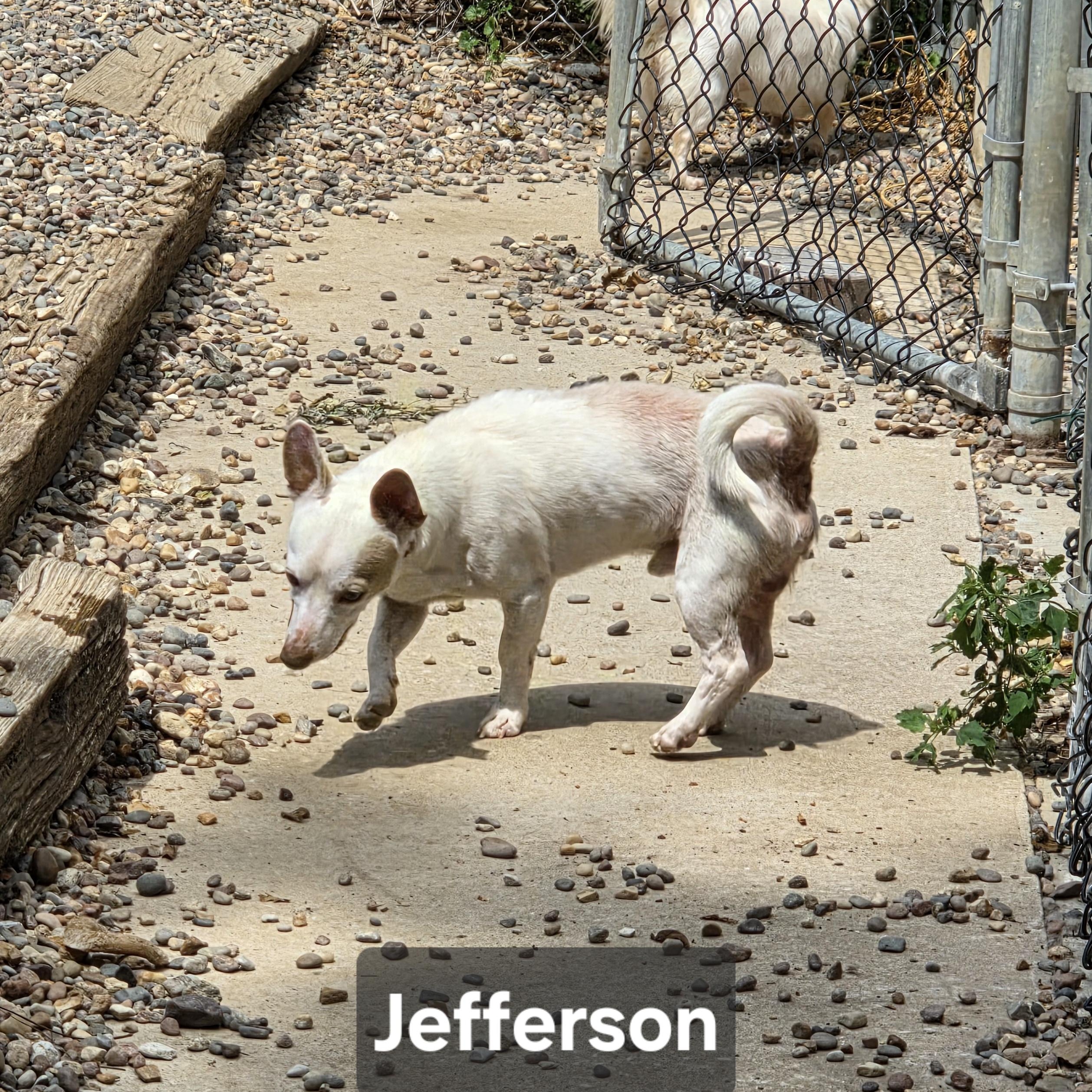 Enlarge Jefferson, a Adopted Chiweenie in Wever, IA image 6/6