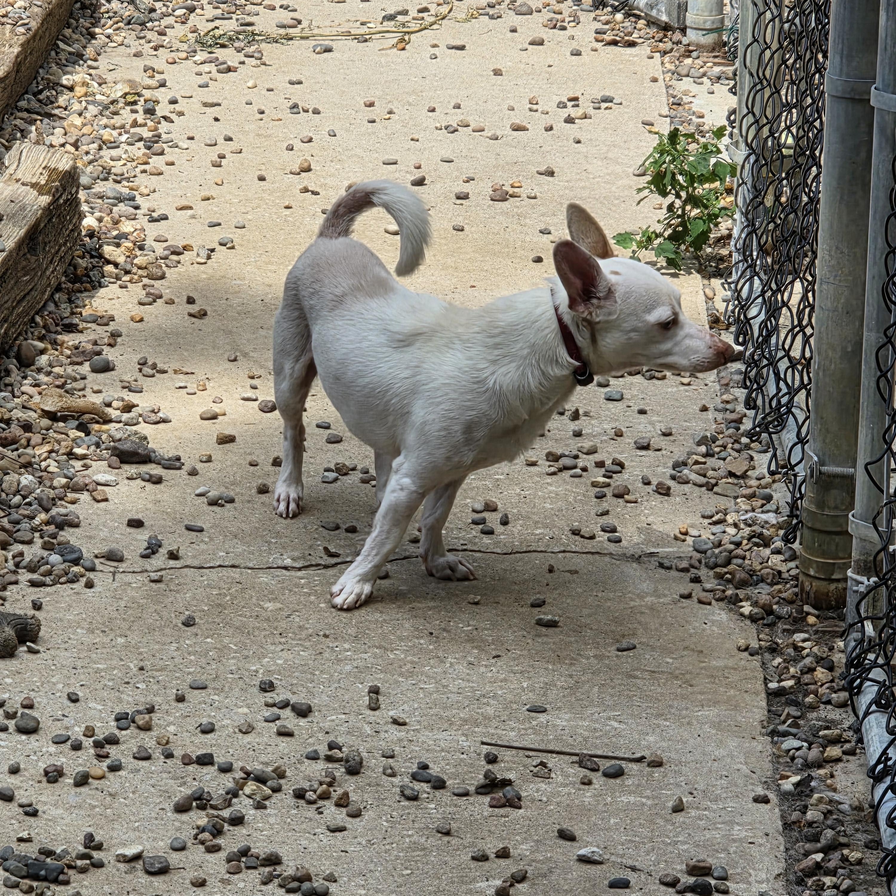 Enlarge Jefferson, a Adopted Chiweenie in Wever, IA image 5/6