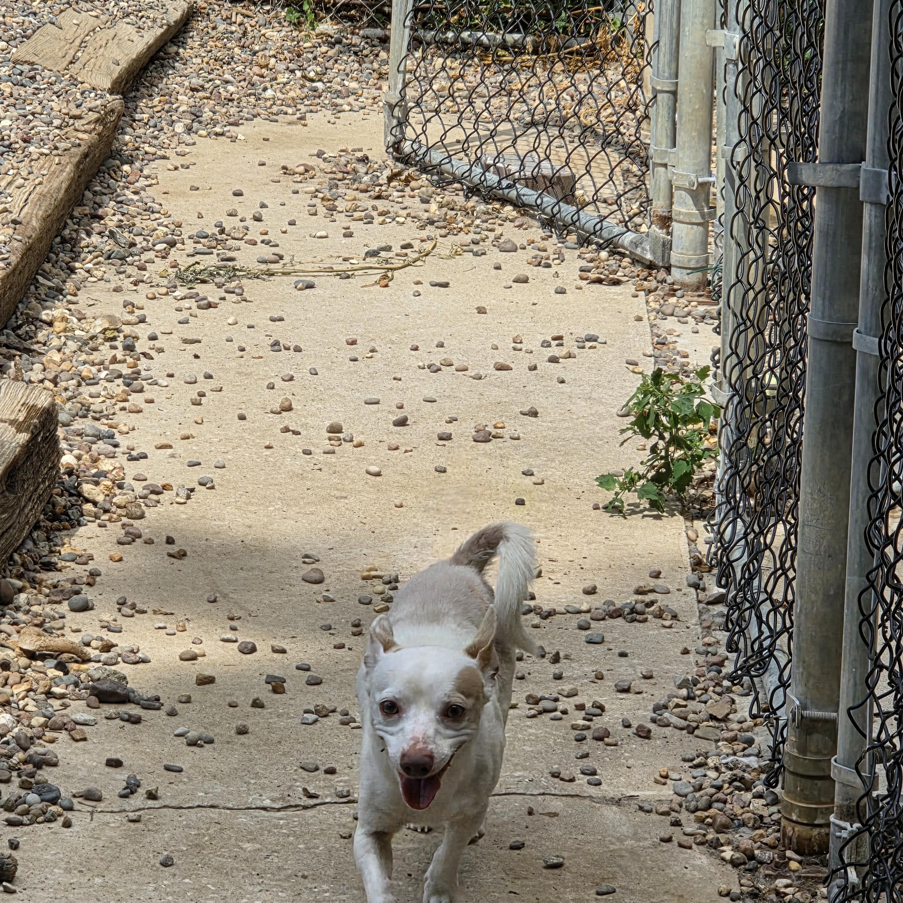 Jefferson, Adopted, Adult Male Chiweenie.