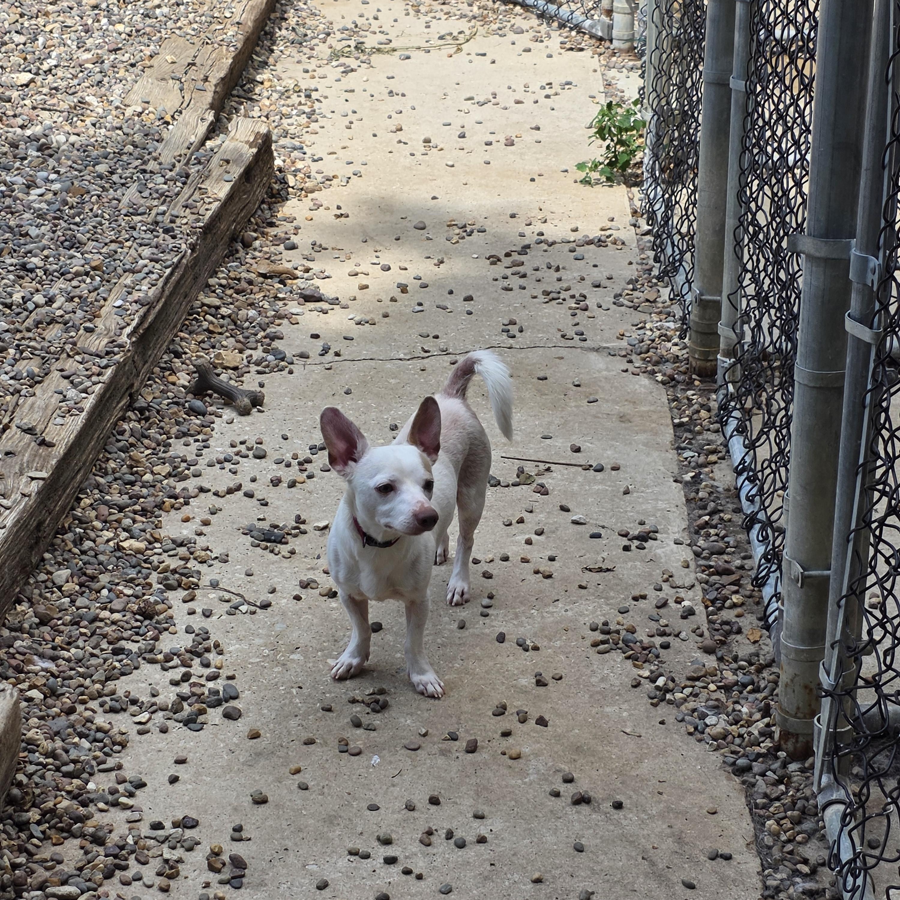 Enlarge Jefferson, a Adopted Chiweenie in Wever, IA image 3/6