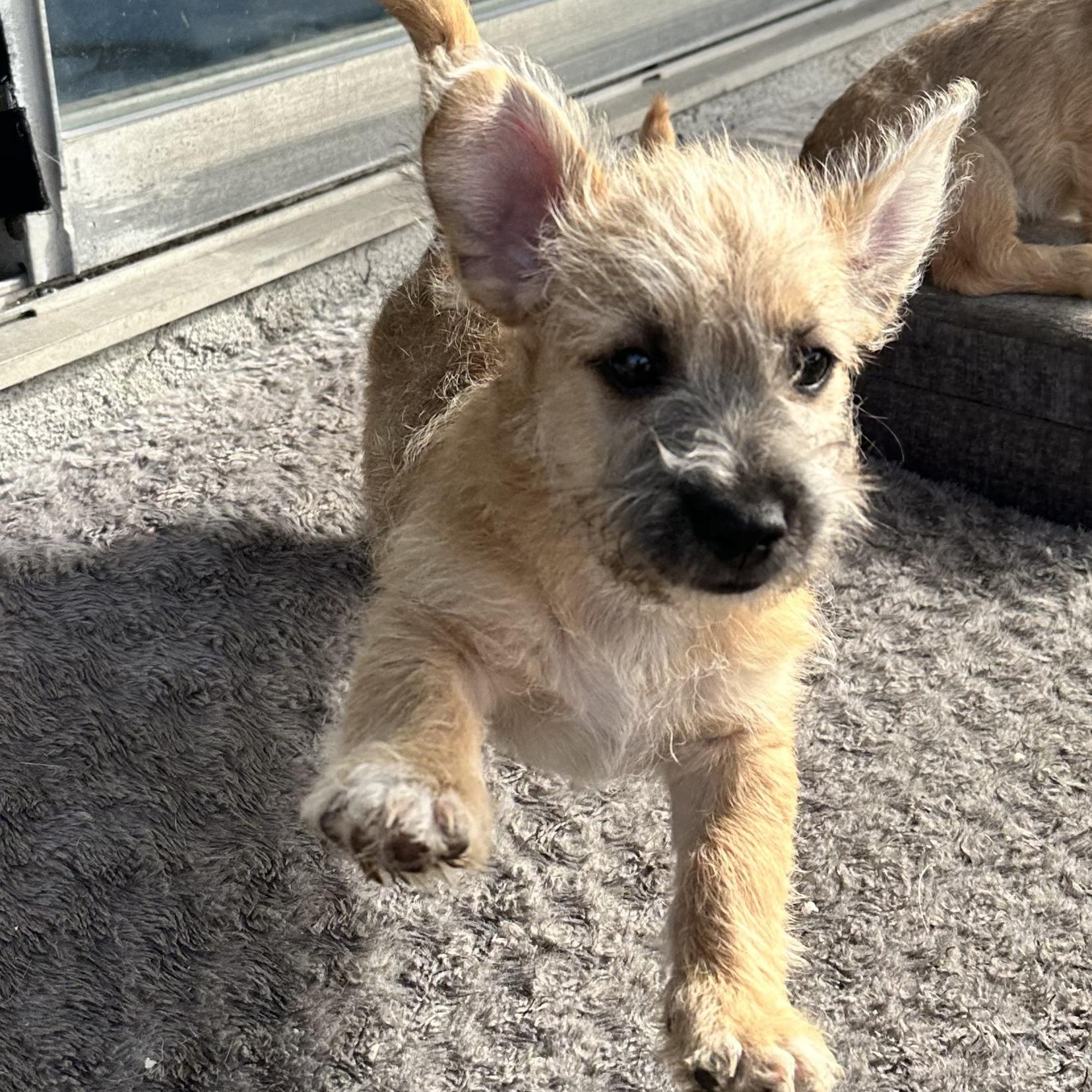 Enlarge Dracula, a Adoptable mixed breed in Sun Valley, CA image 1/6