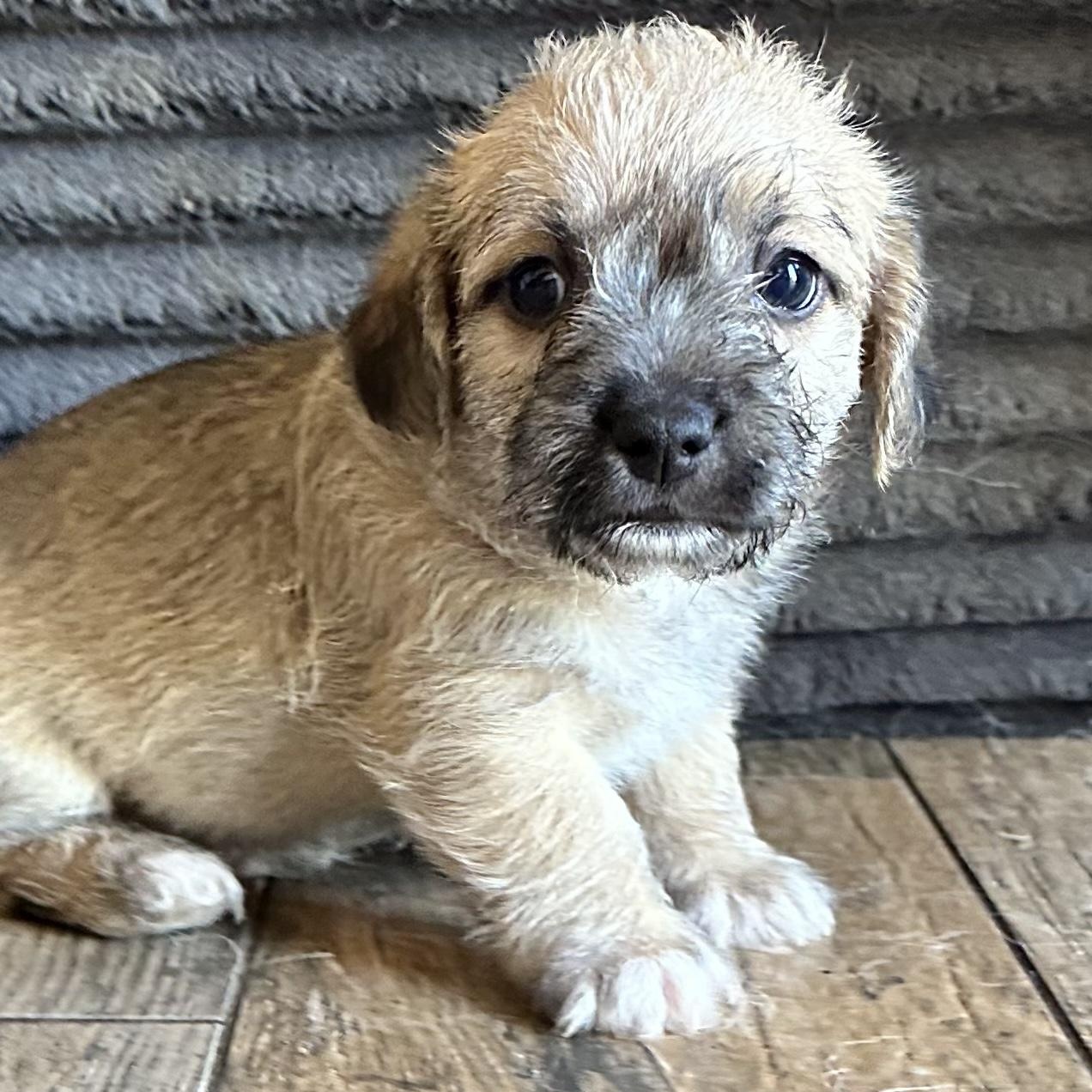 Dracula, Adoptable, Puppy Male Poodle & Bichon Frise.