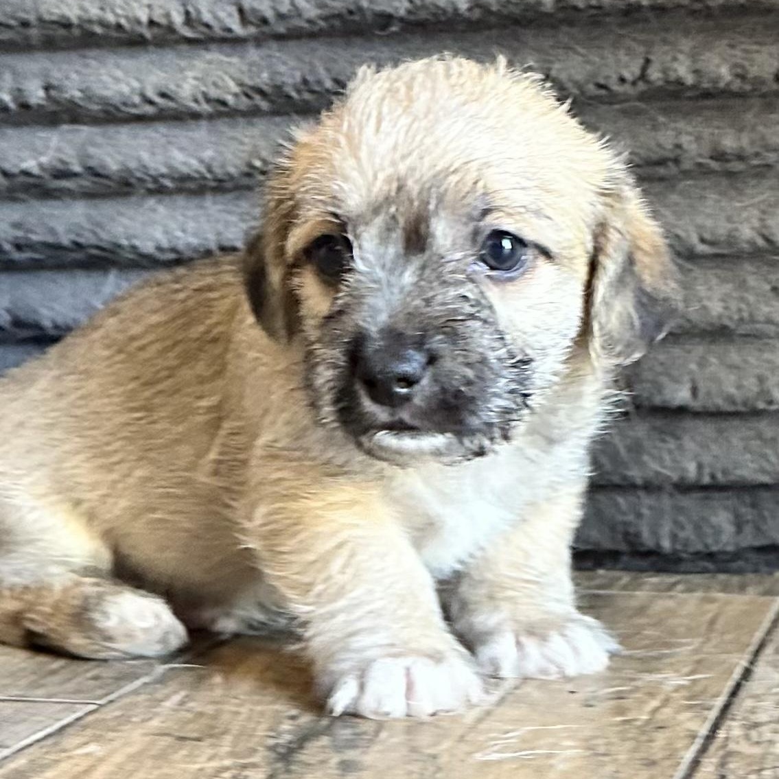 Enlarge Dracula, a Adoptable mixed breed in Sun Valley, CA image 4/6