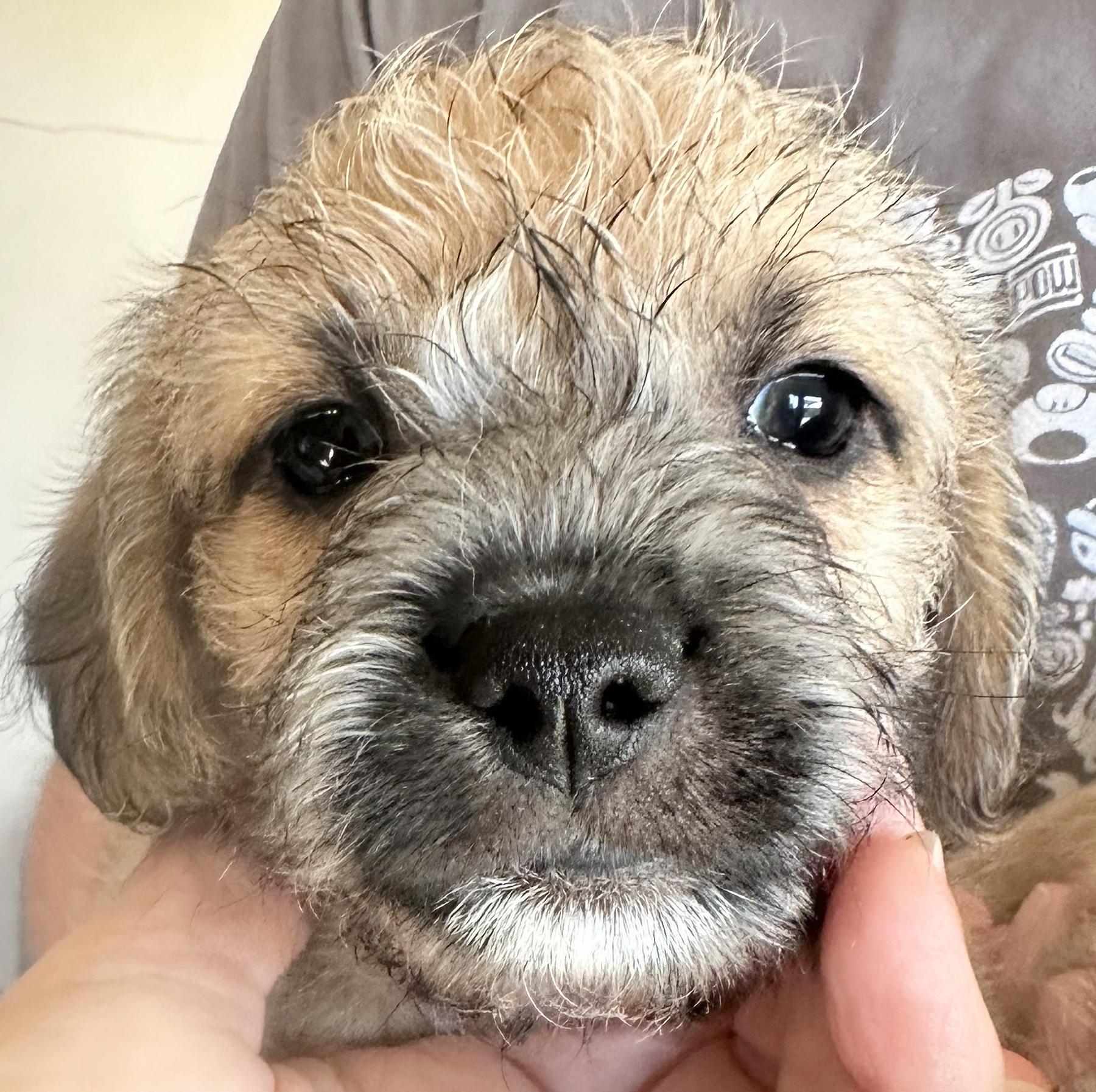 Enlarge Dracula, a Adoptable mixed breed in Sun Valley, CA image 2/6