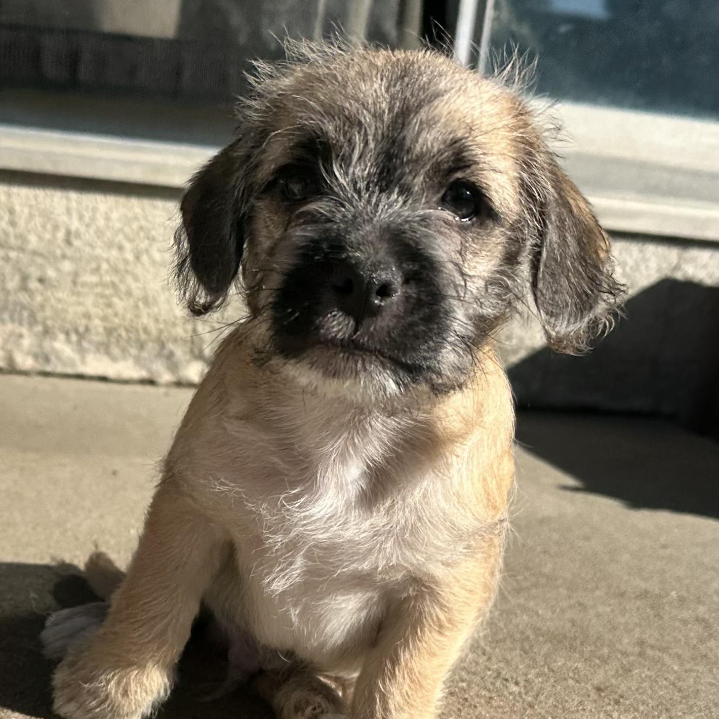 Enlarge Dracula, a Adoptable mixed breed in Sun Valley, CA image 3/6