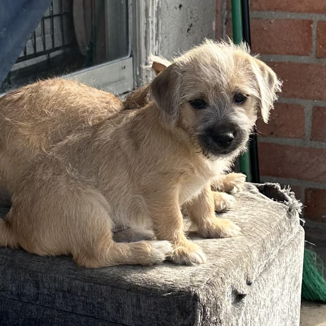 Enlarge Dracula, a Adoptable mixed breed in Sun Valley, CA image 3/6