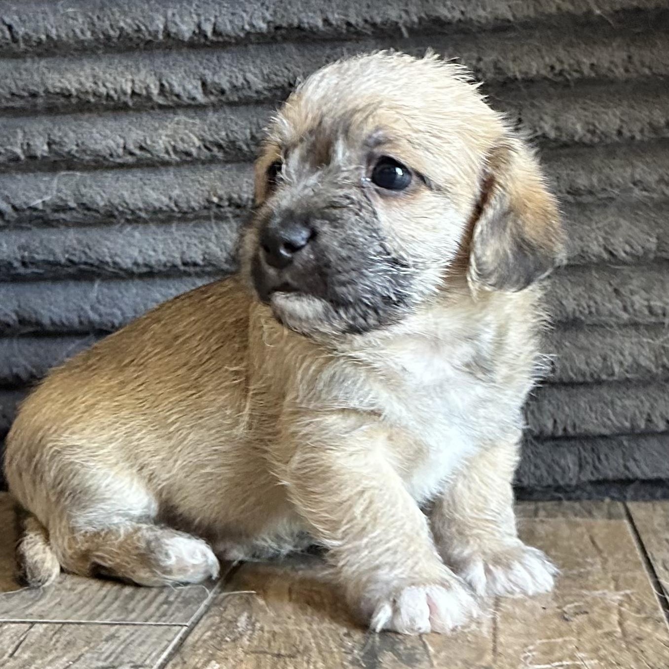 Dracula, Adoptable, Puppy Male Poodle & Bichon Frise.