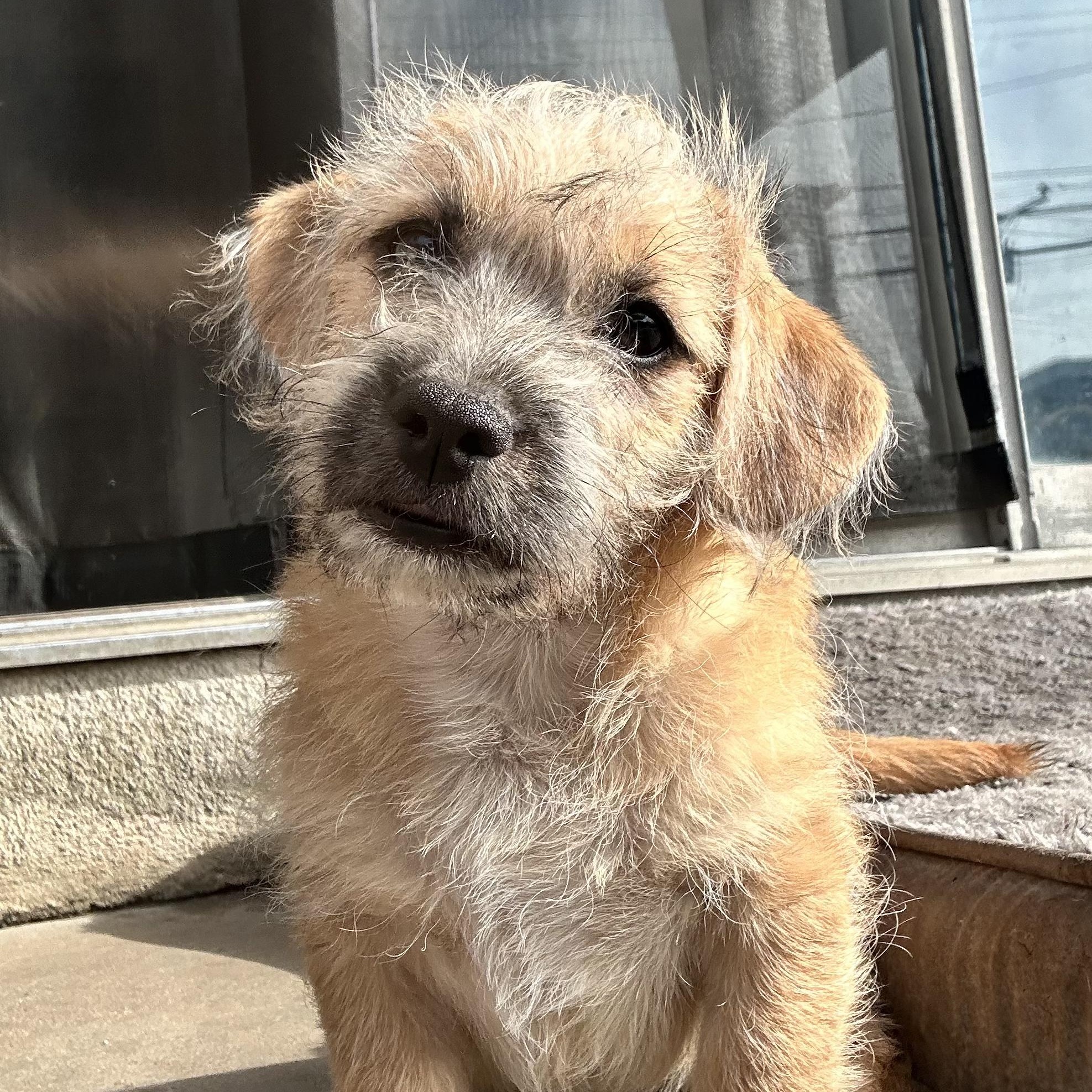 Enlarge Dracula, a Adoptable mixed breed in Sun Valley, CA image 4/6