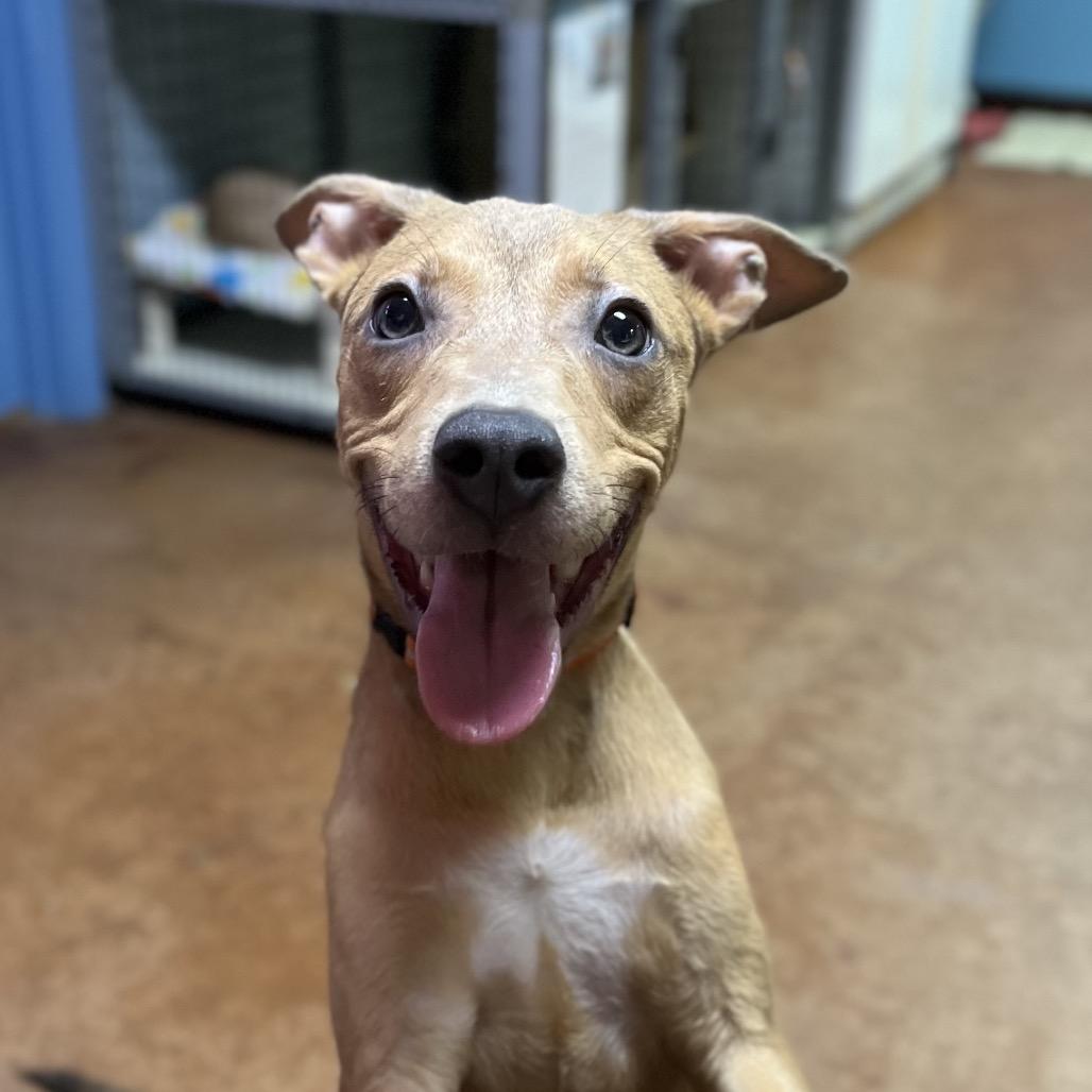 Symphony, Adoptable, Young Female American Staffordshire Terrier.