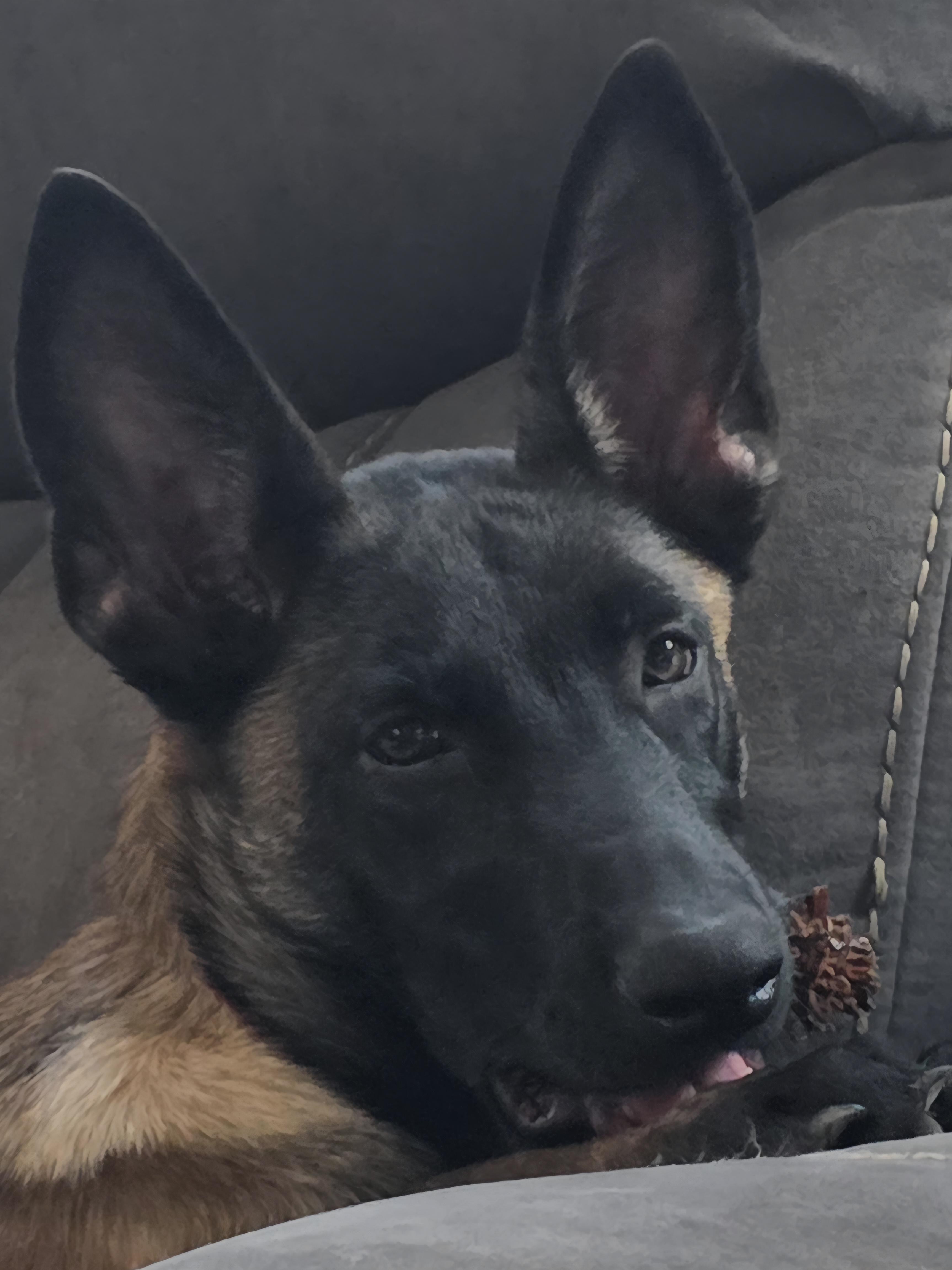 Allie/Lily Bell, a Adopted Belgian Shepherd / Malinois in Houston , TX image 1/6
