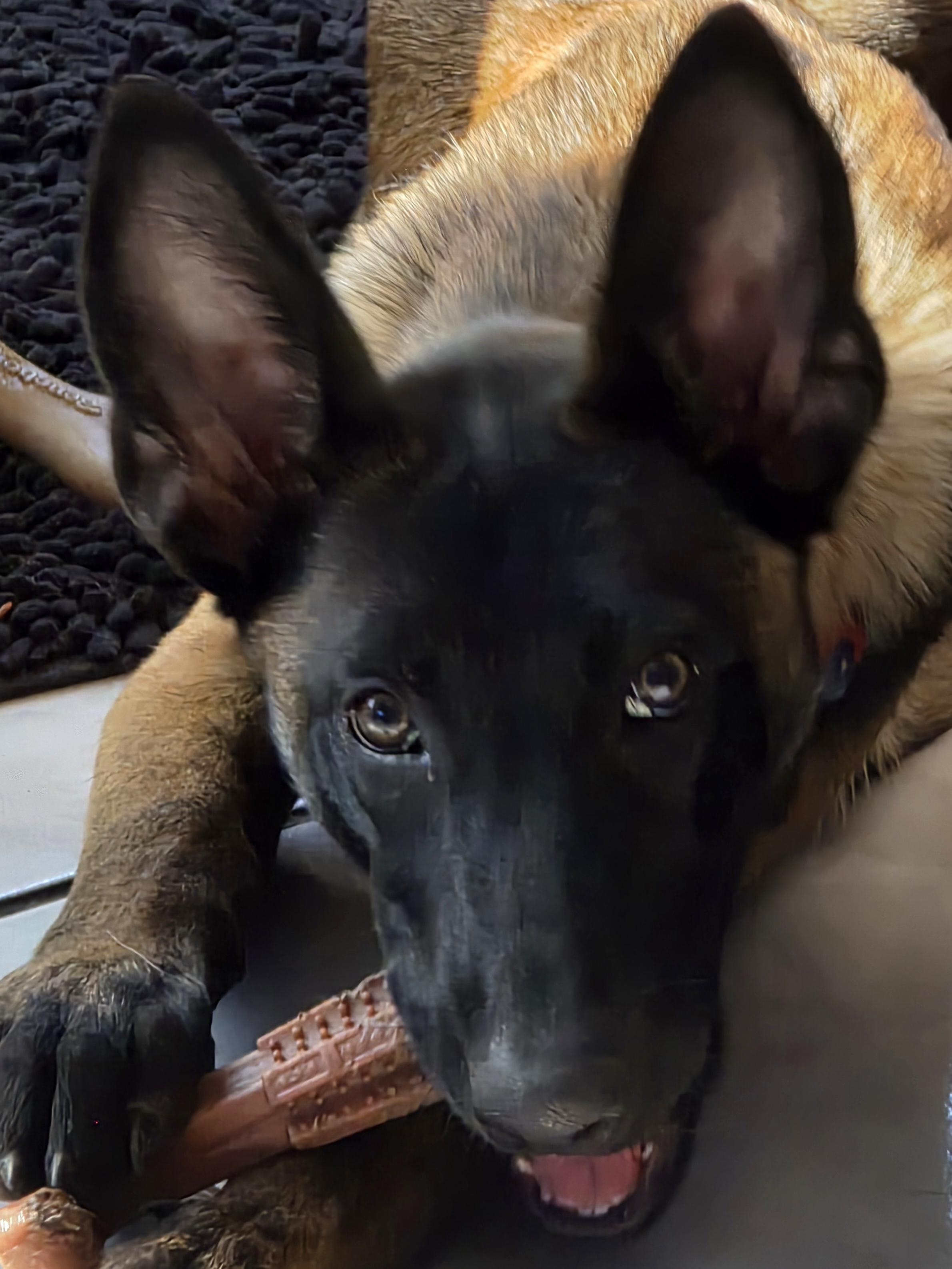 Allie/Lily Bell, a Adopted Belgian Shepherd / Malinois in Houston , TX image 2/6