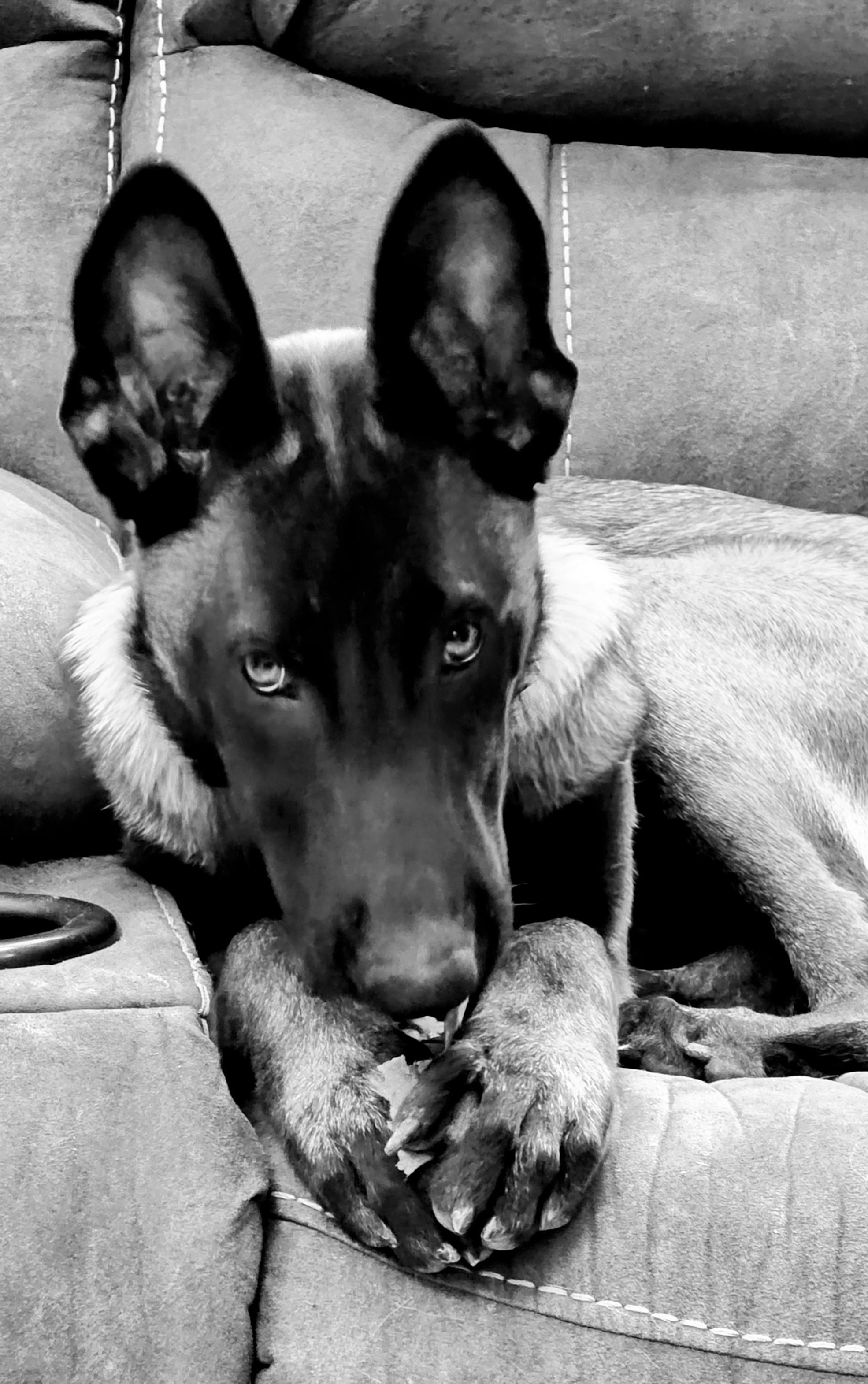 Allie/Lily Bell, a Adopted Belgian Shepherd / Malinois in Houston , TX image 3/6