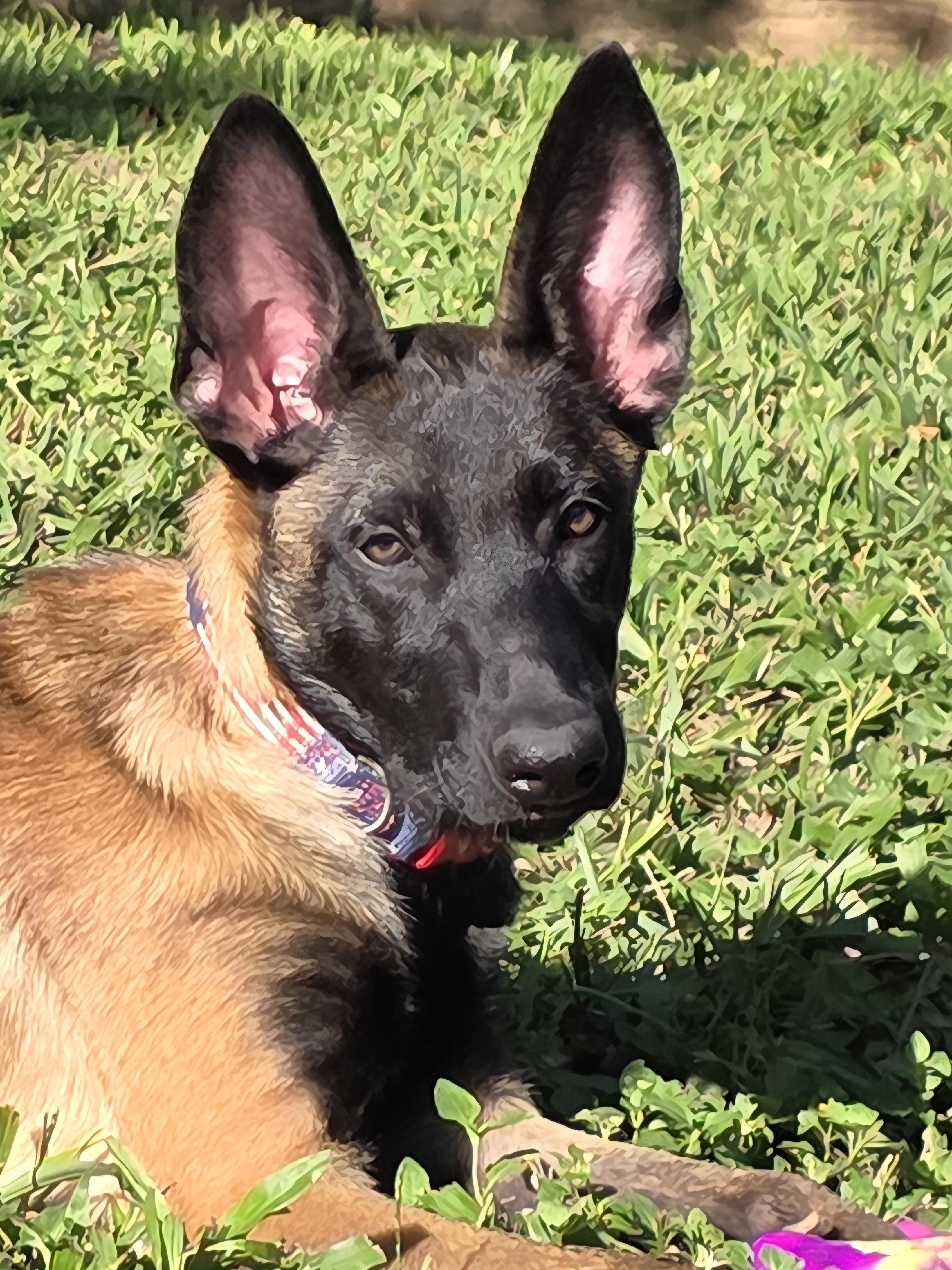 Allie/Lily Bell, a Adopted Belgian Shepherd / Malinois in Houston , TX image 4/6