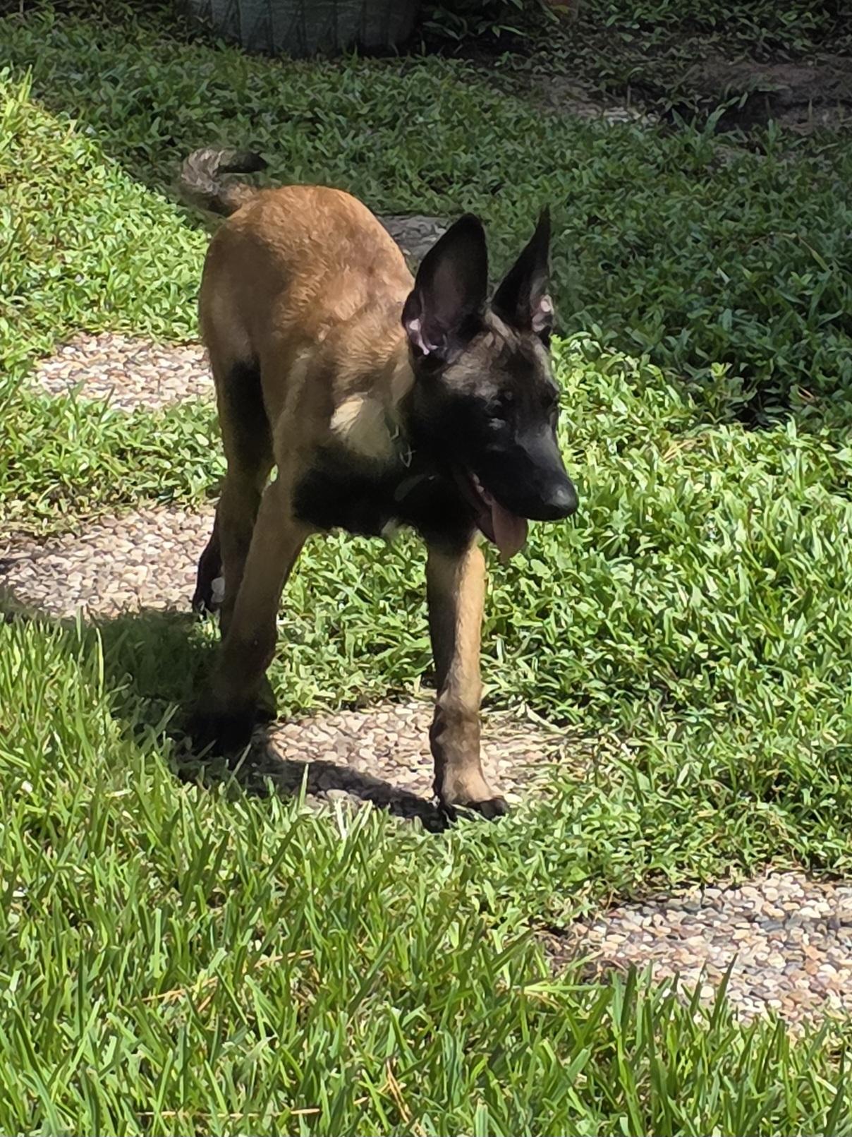 Allie/Lily Bell, a Adopted Belgian Shepherd / Malinois in Houston , TX image 5/6