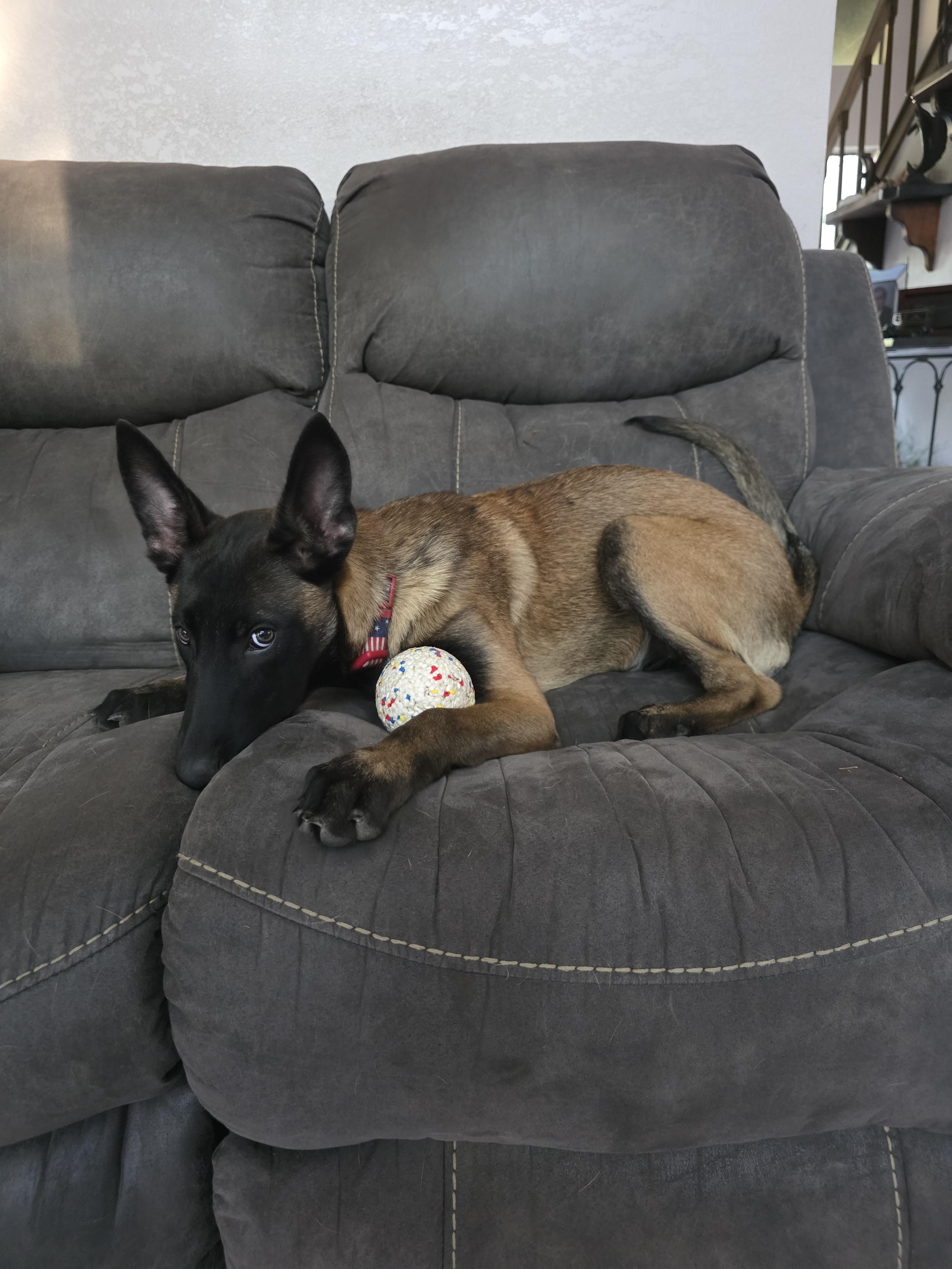 Allie/Lily Bell, a Adopted Belgian Shepherd / Malinois in Houston , TX image 6/6