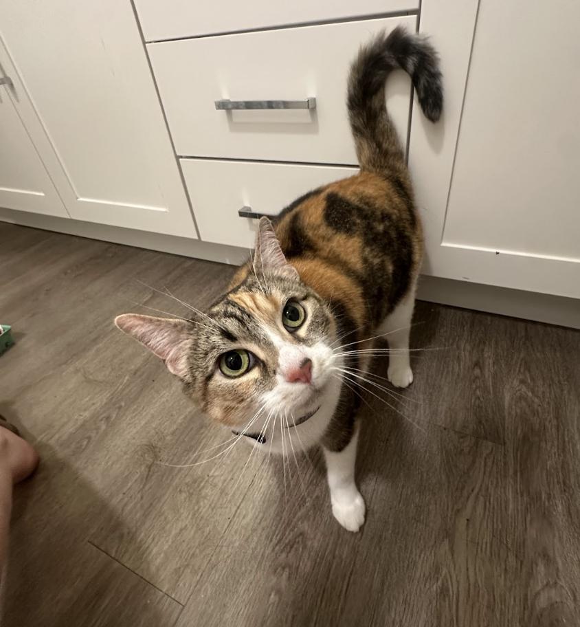 Enlarge Freya aka Fluttershy, a Adoptable Domestic Short Hair in Franklin, TN image 2/5